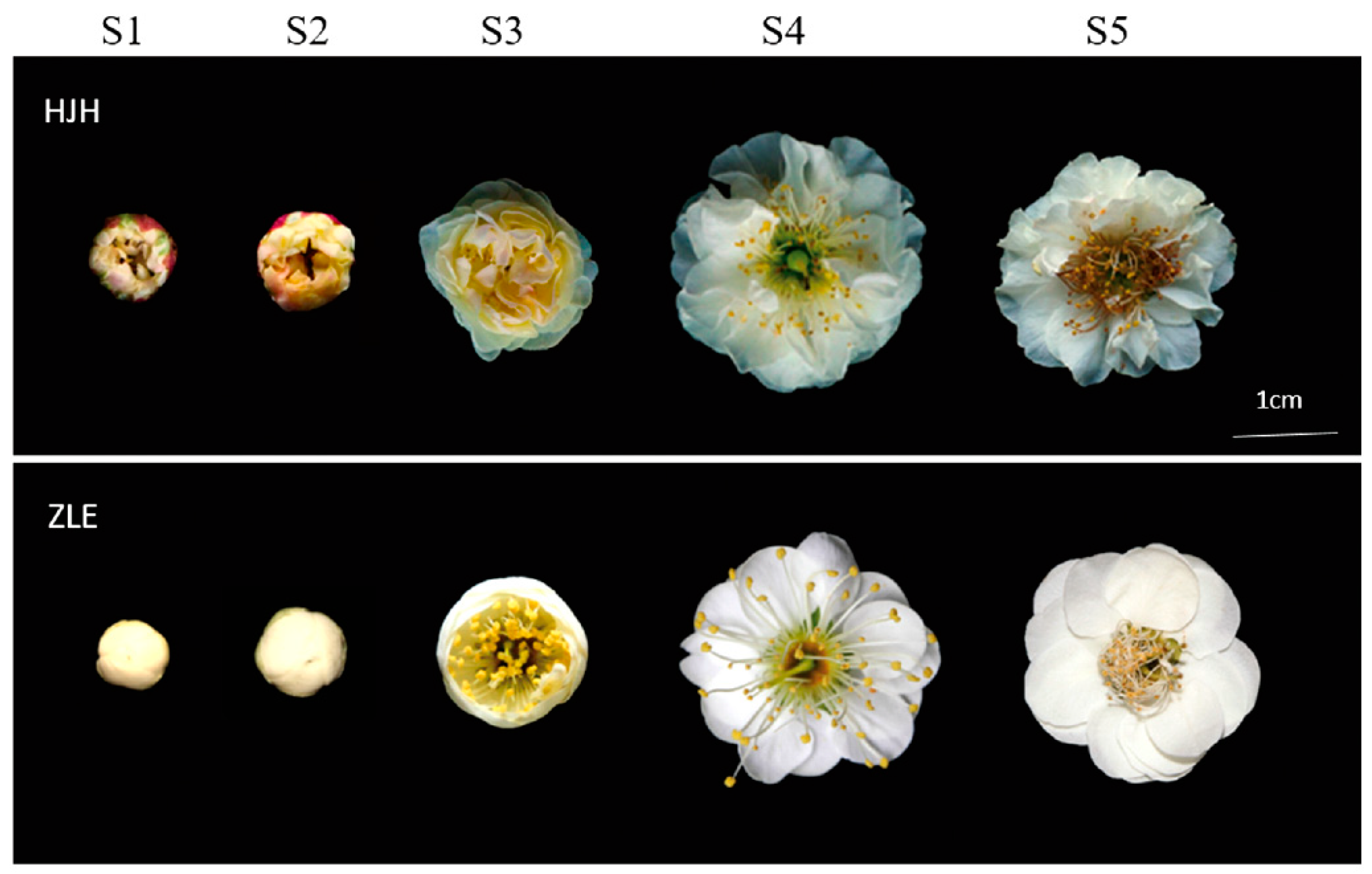 Plants 12 03333 g001 Plants 12 03333 g001