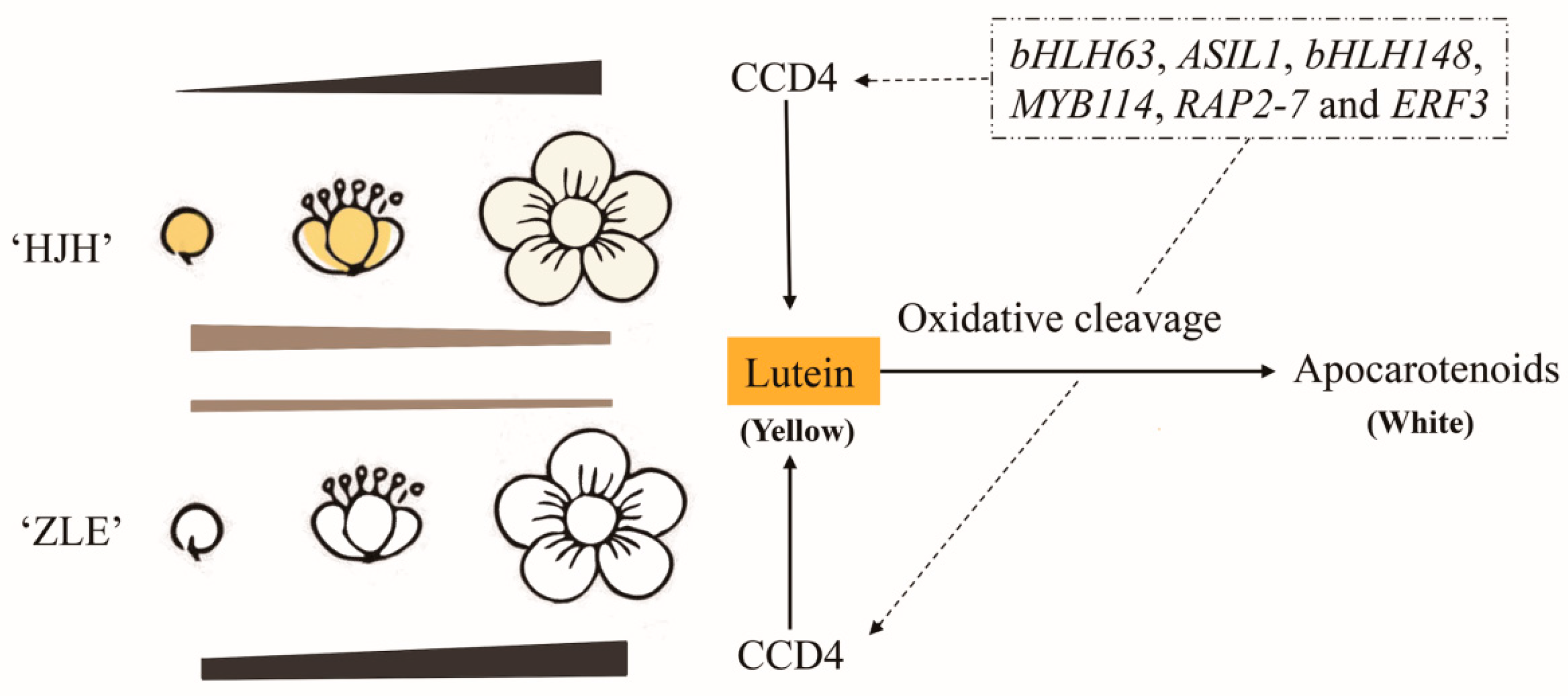 Plants 12 03333 g010 Plants 12 03333 g010