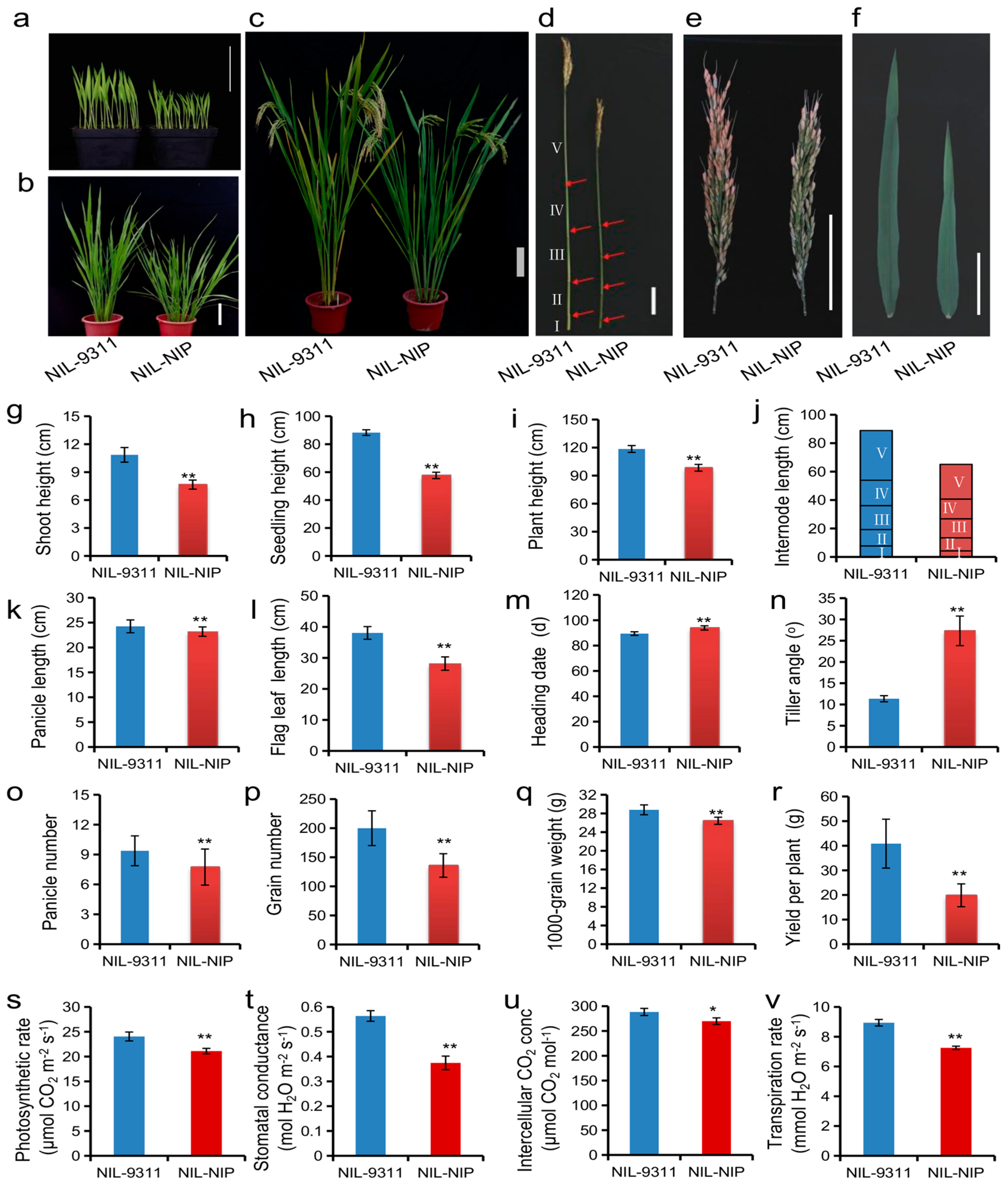 Plants 12 03336 g004 Plants 12 03336 g004