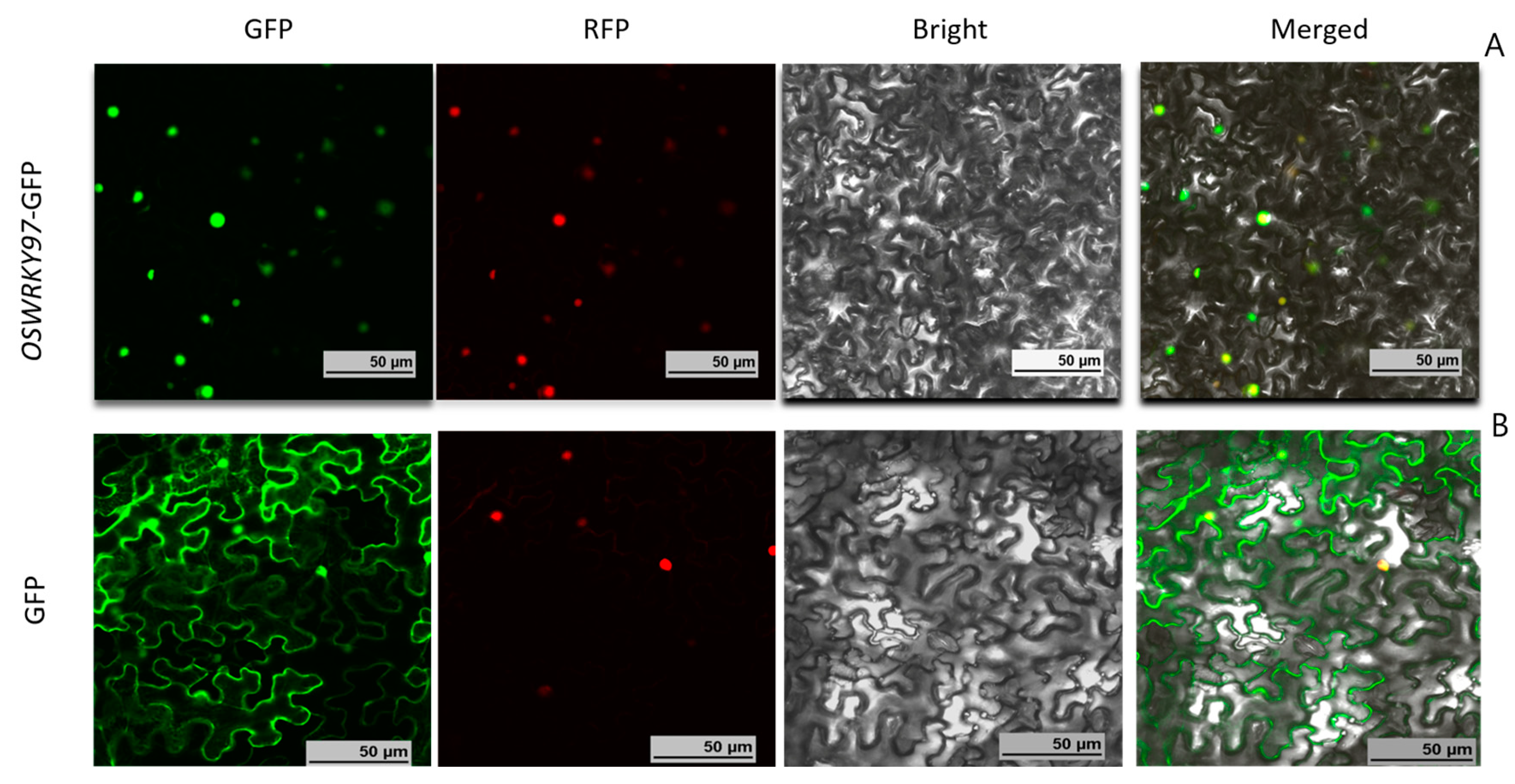 Plants 12 03338 g003
