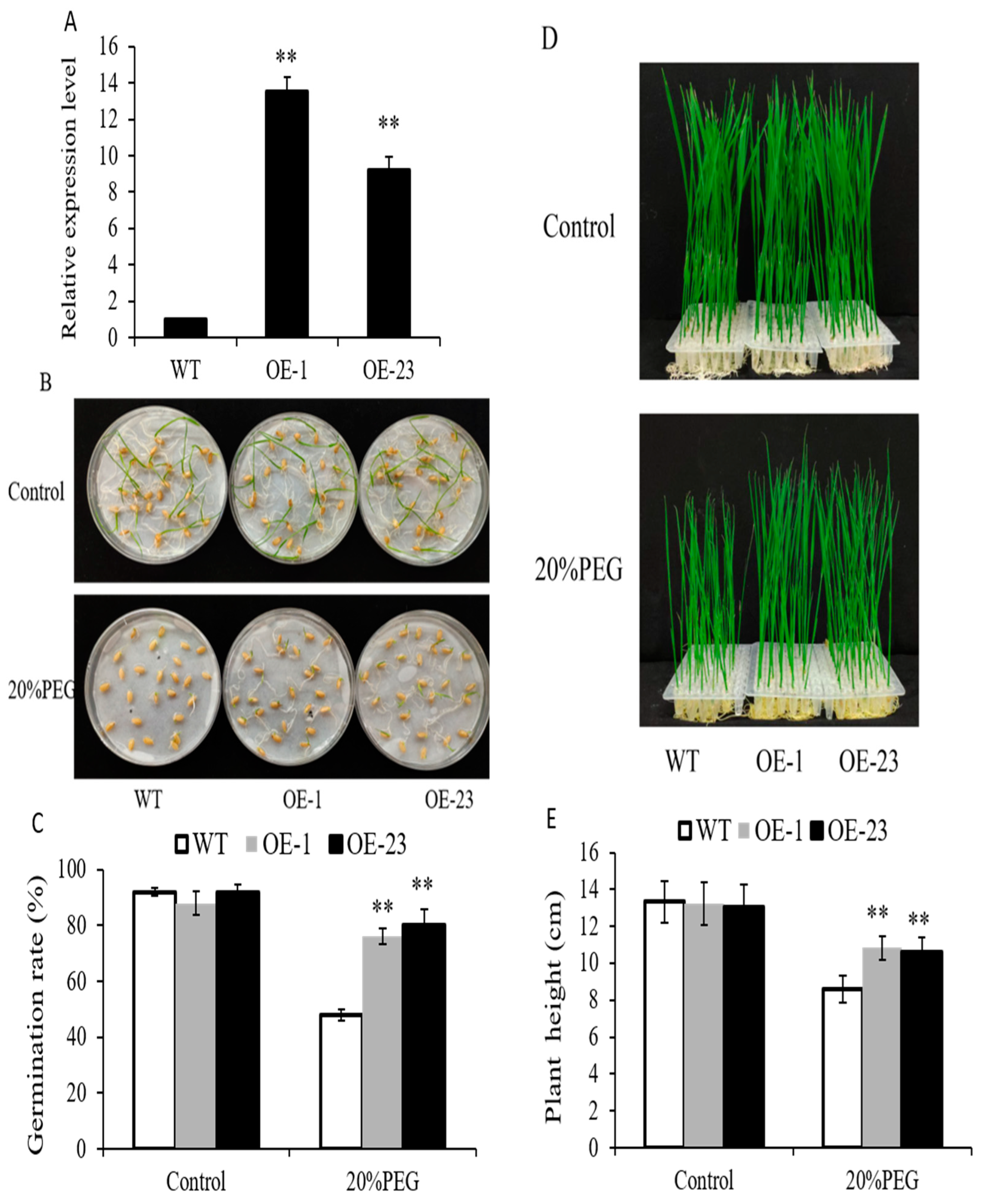 Plants 12 03338 g004