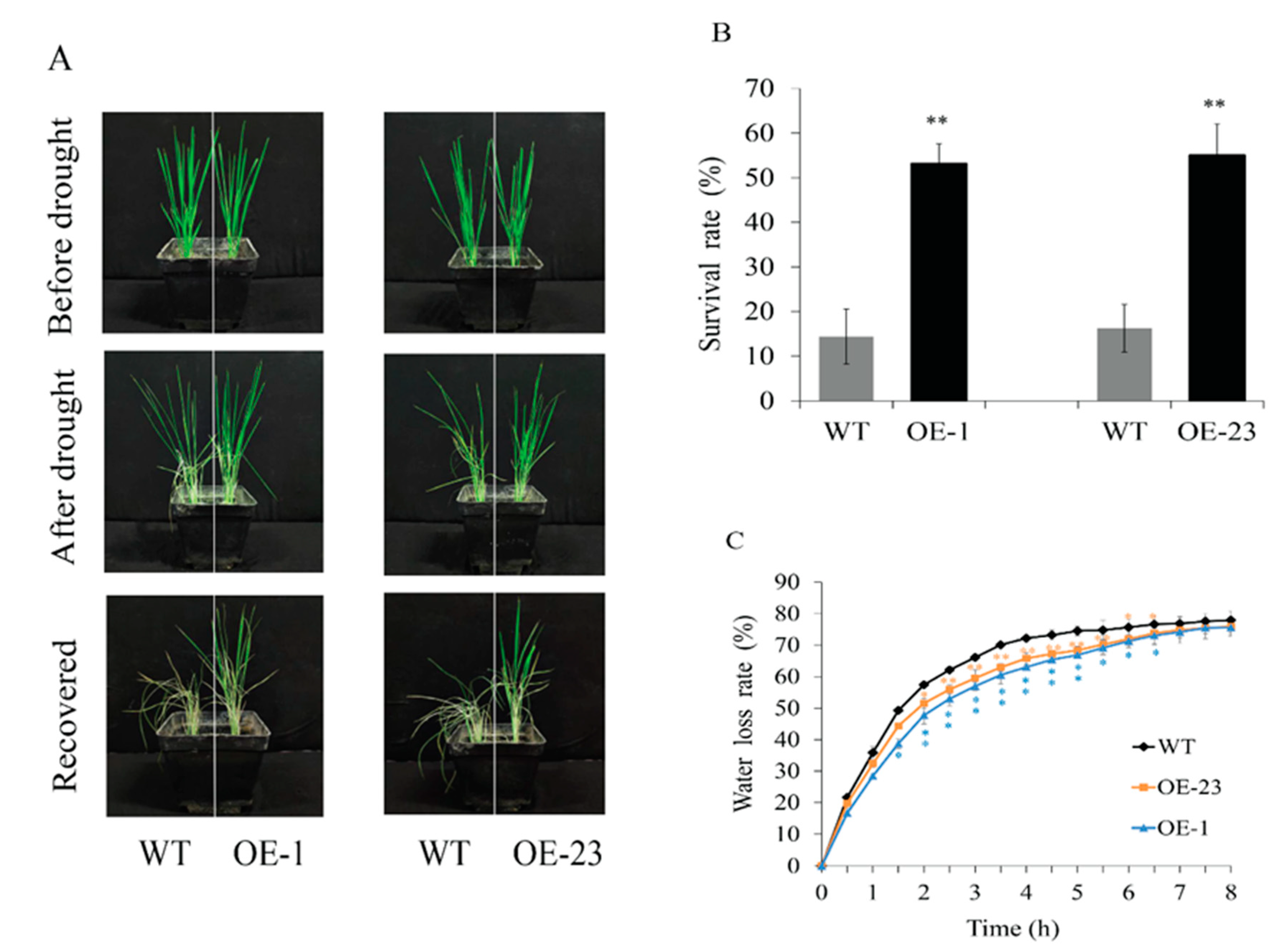Plants 12 03338 g005