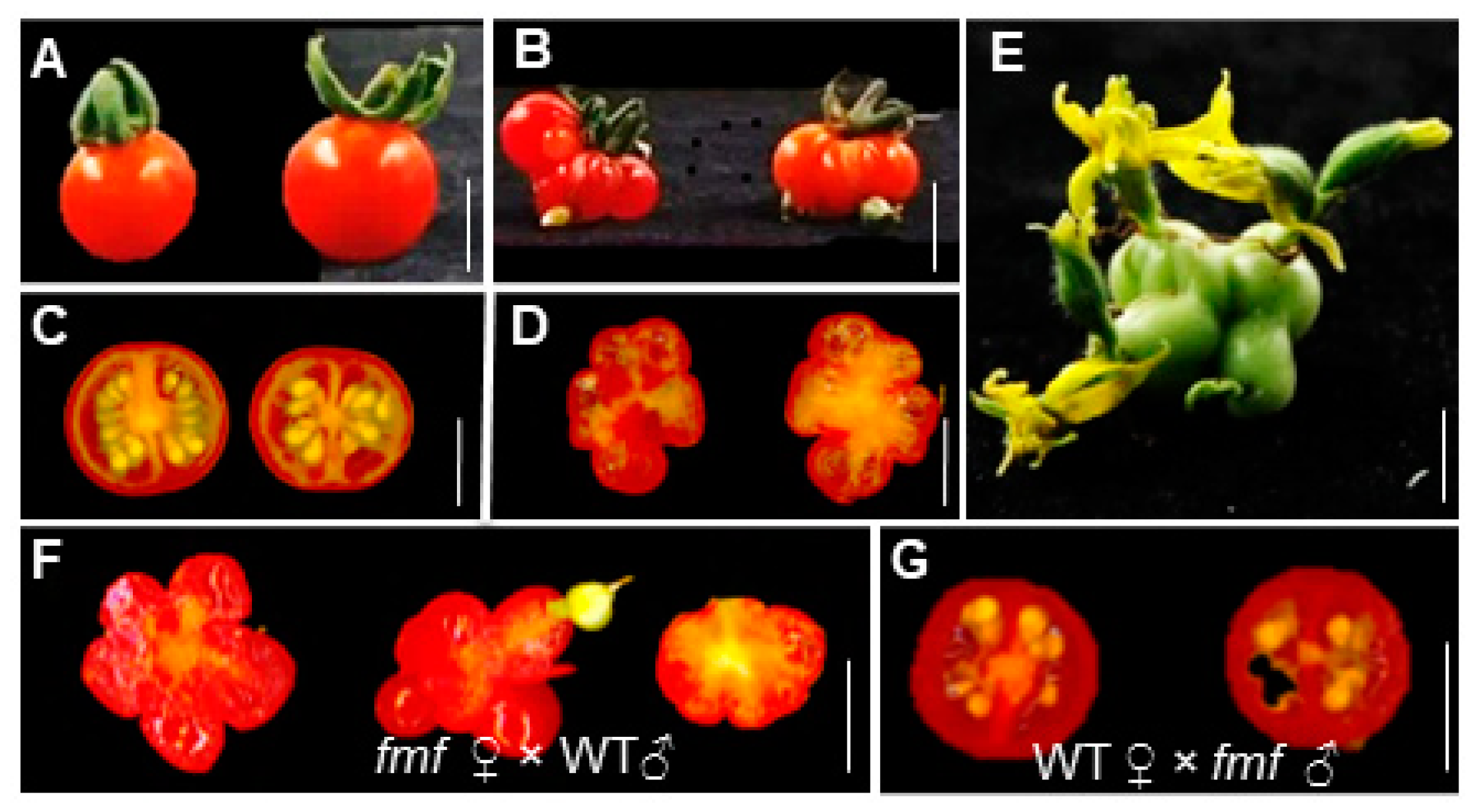 Plants 12 03341 g002