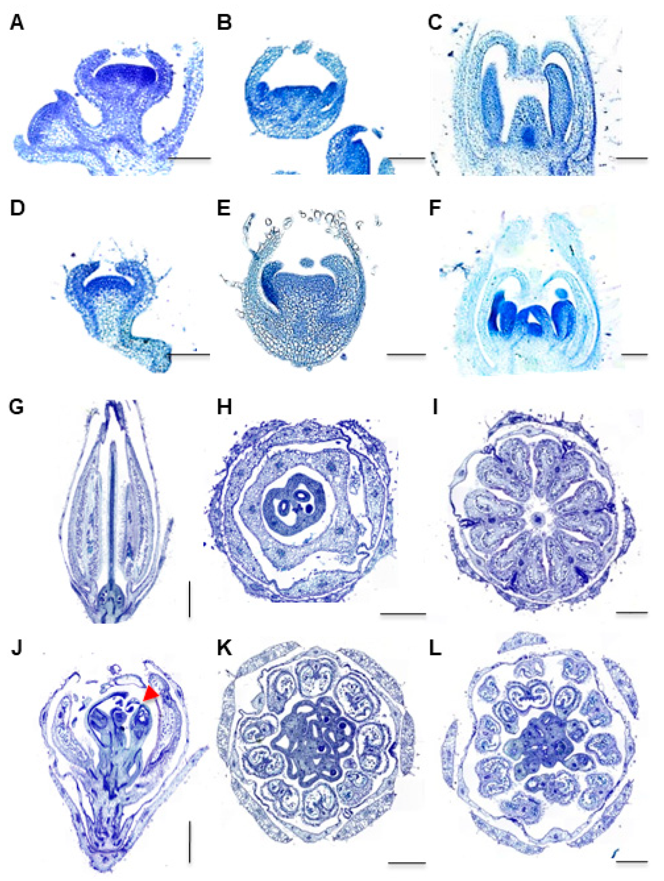 Plants 12 03341 g003