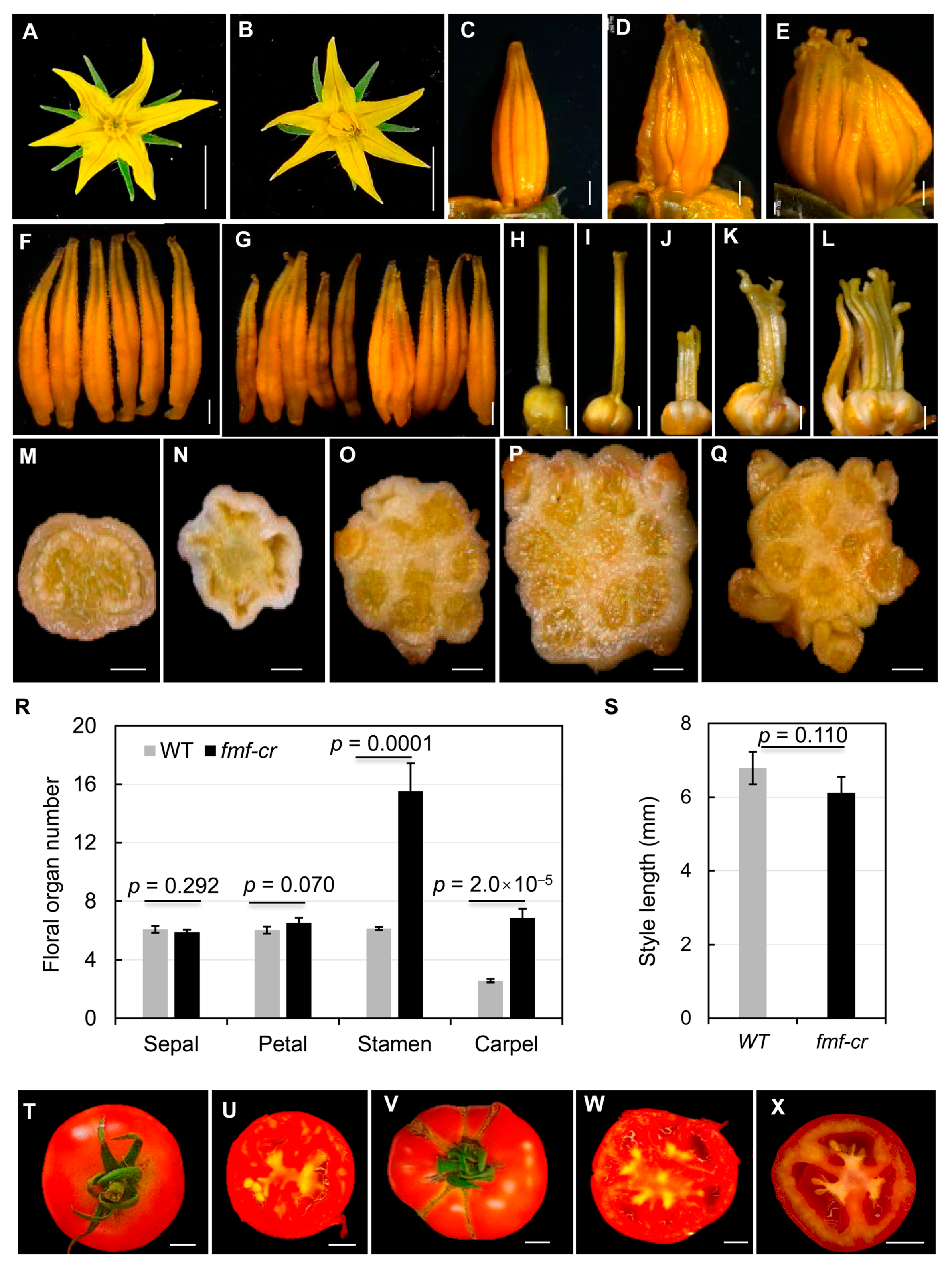 Plants 12 03341 g006
