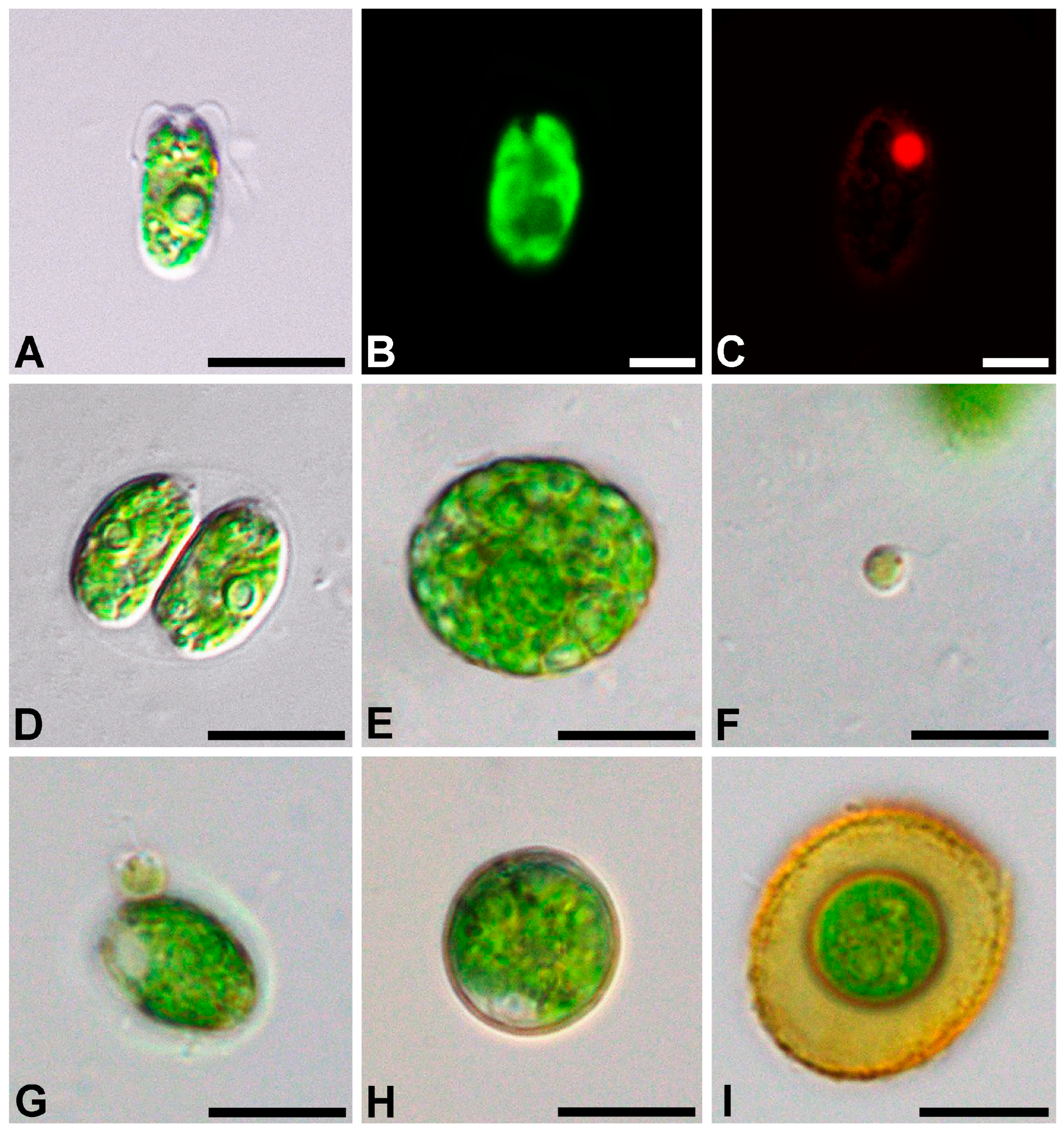 Plants 12 03350 g001