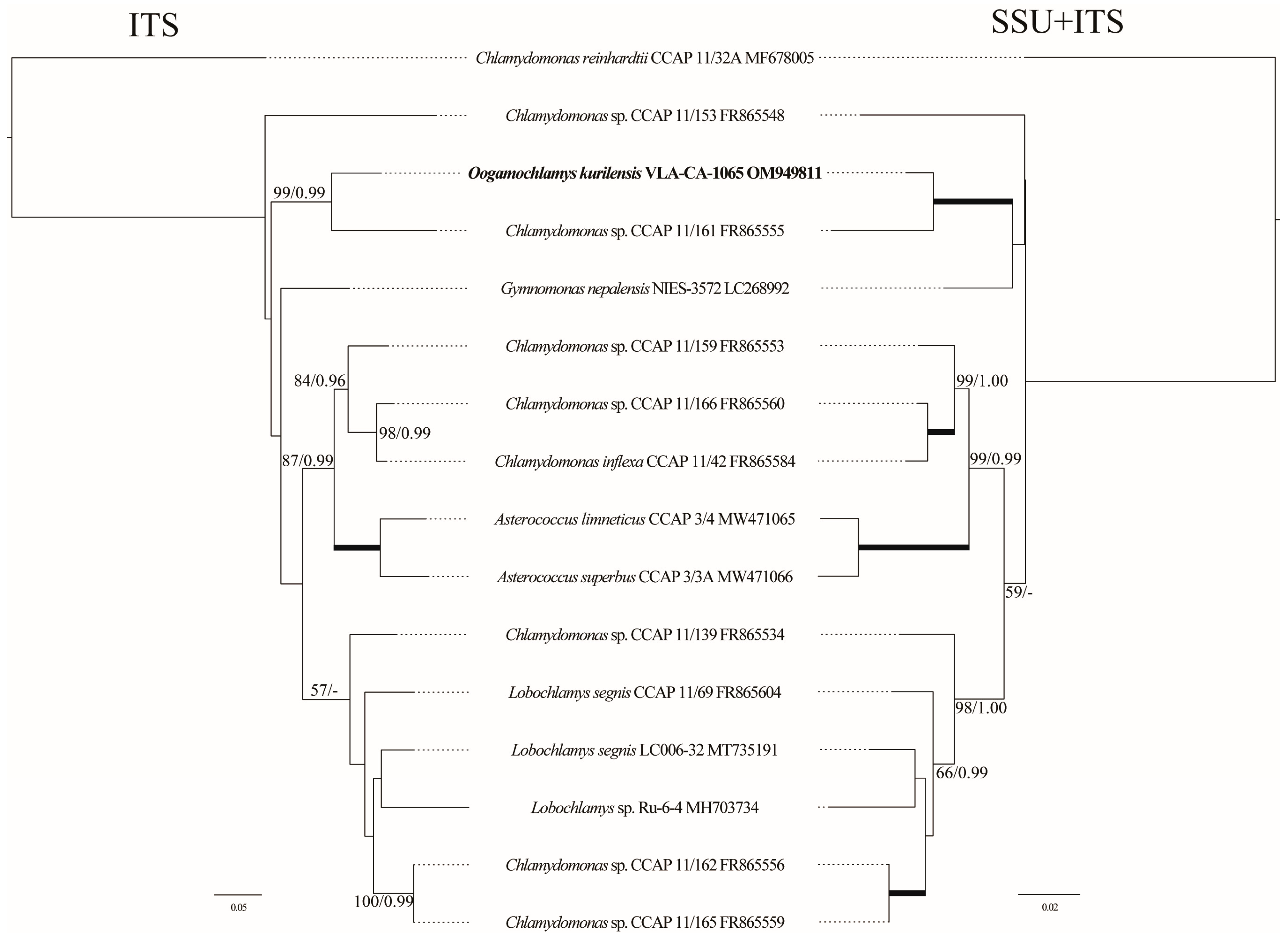Plants 12 03350 g003