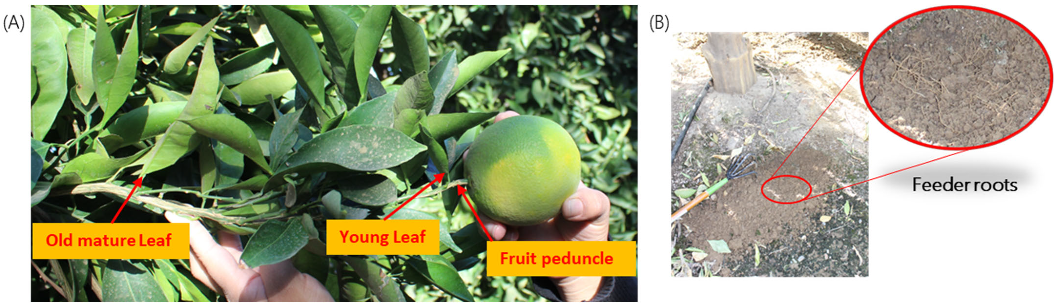 Plants 12 03364 g005 Plants 12 03364 g005