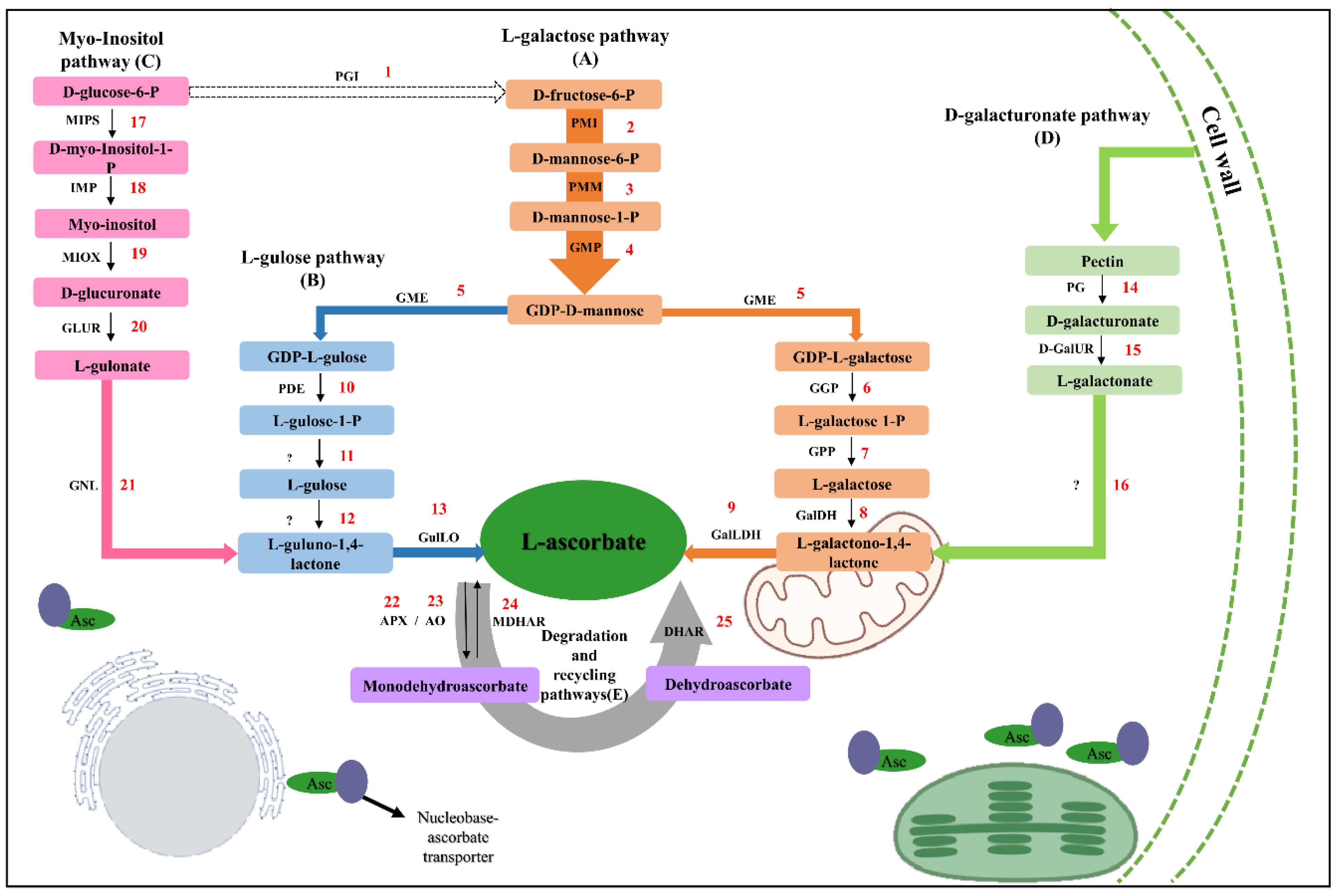 Plants 12 03367 g001