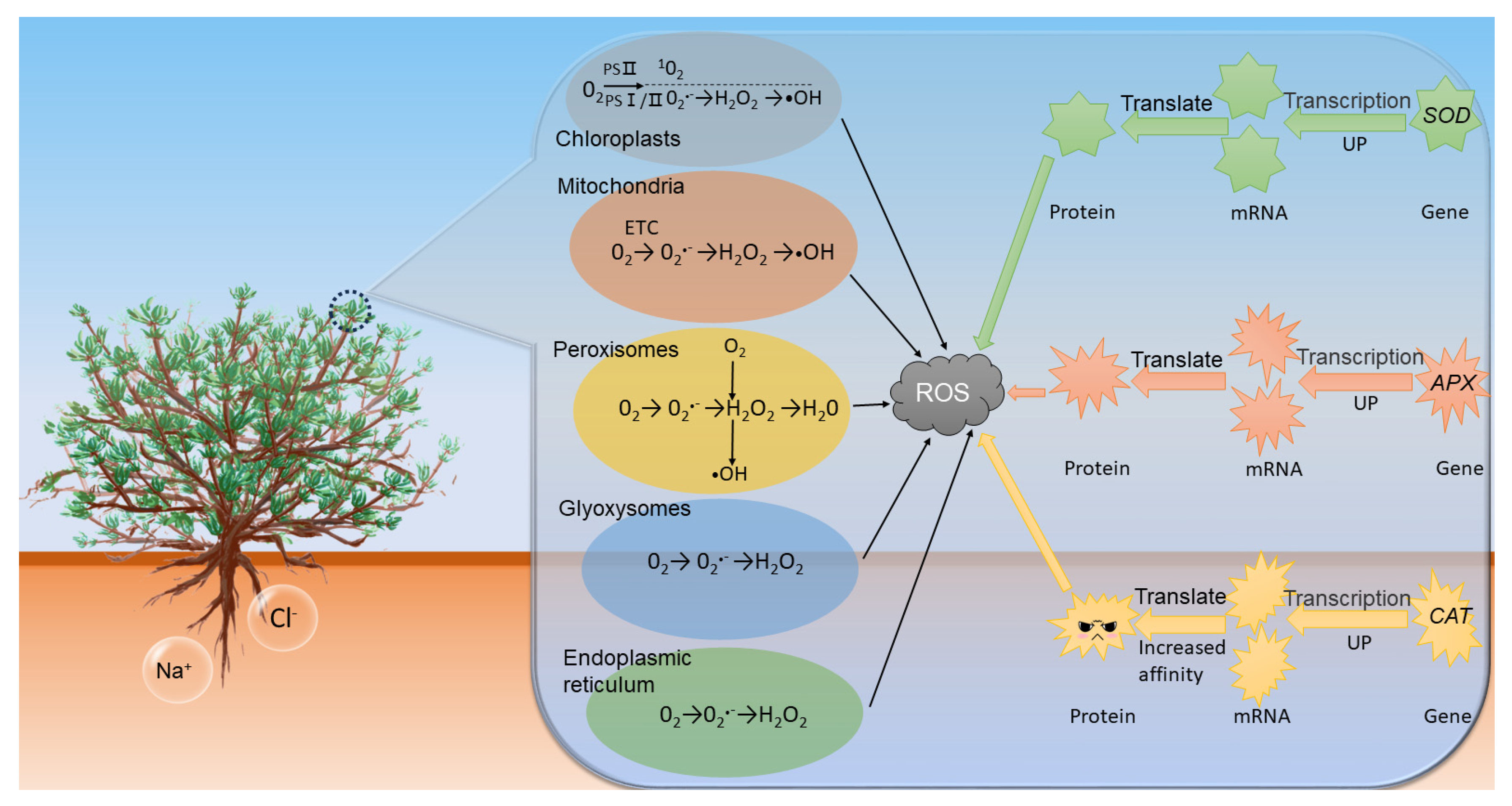 Plants 12 03370 g011
