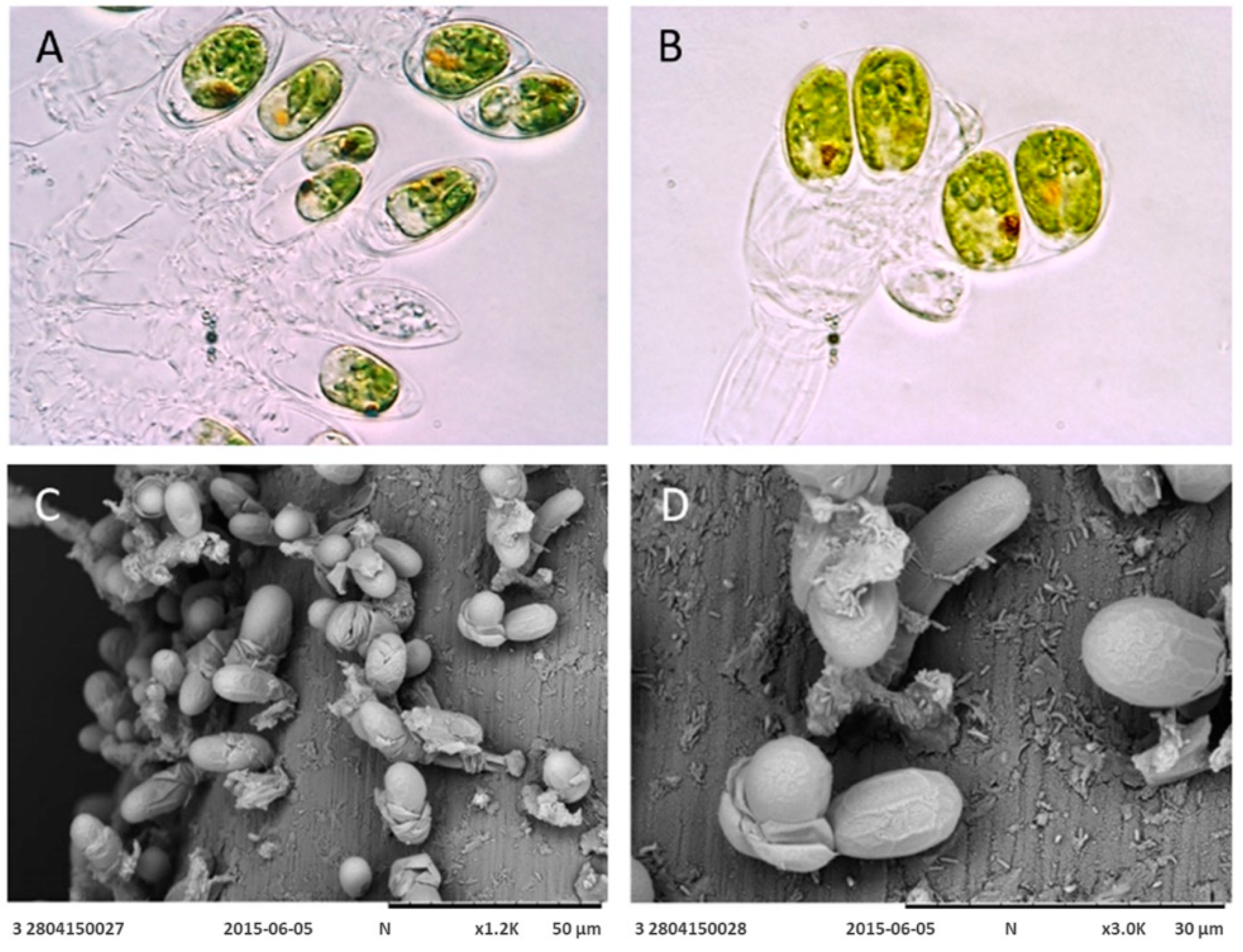 Plants 12 03372 g001 Plants 12 03372 g001