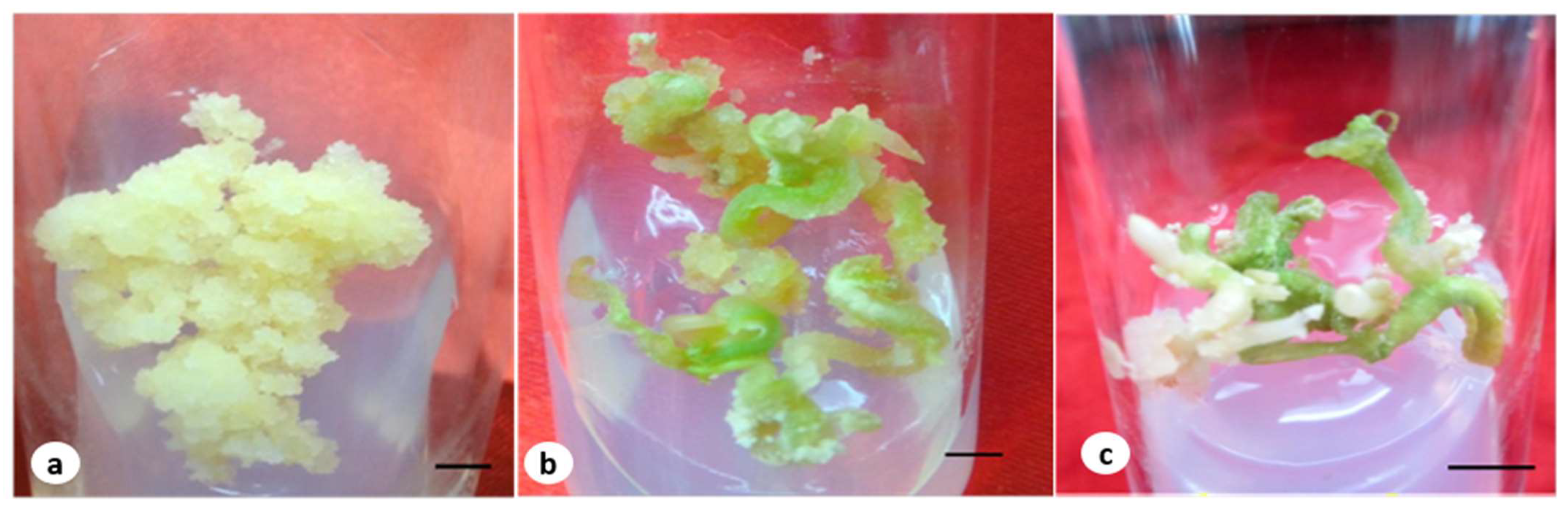 Plants 12 03373 g001