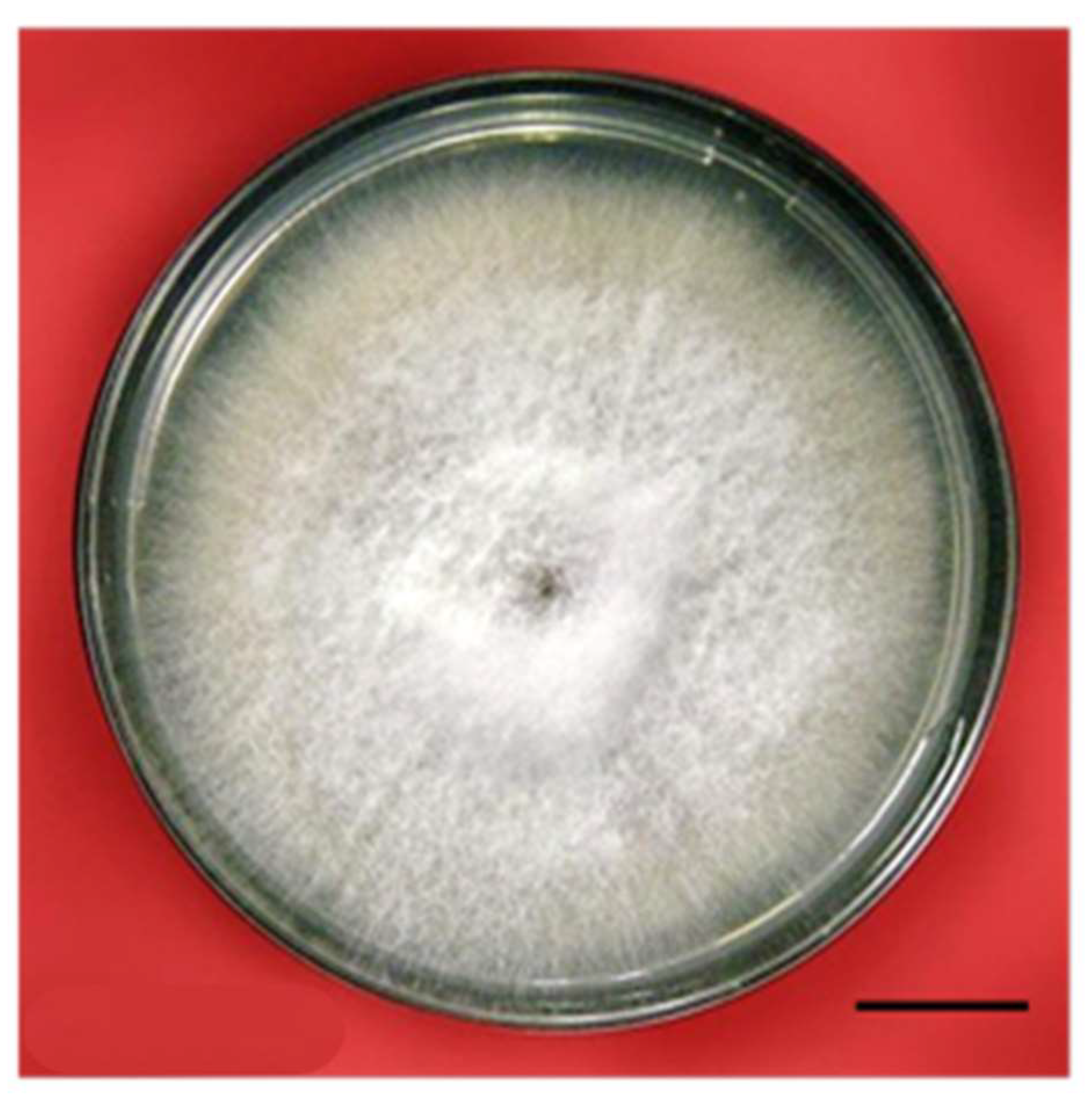 Plants 12 03373 g005