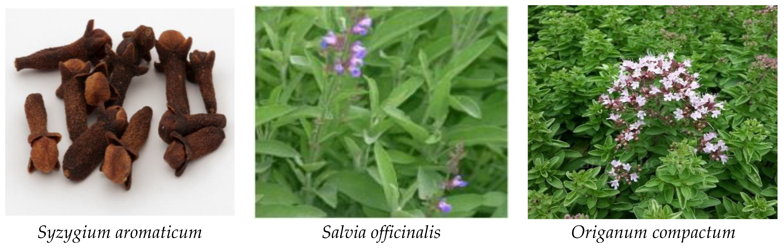 Plants 12 03376 g010