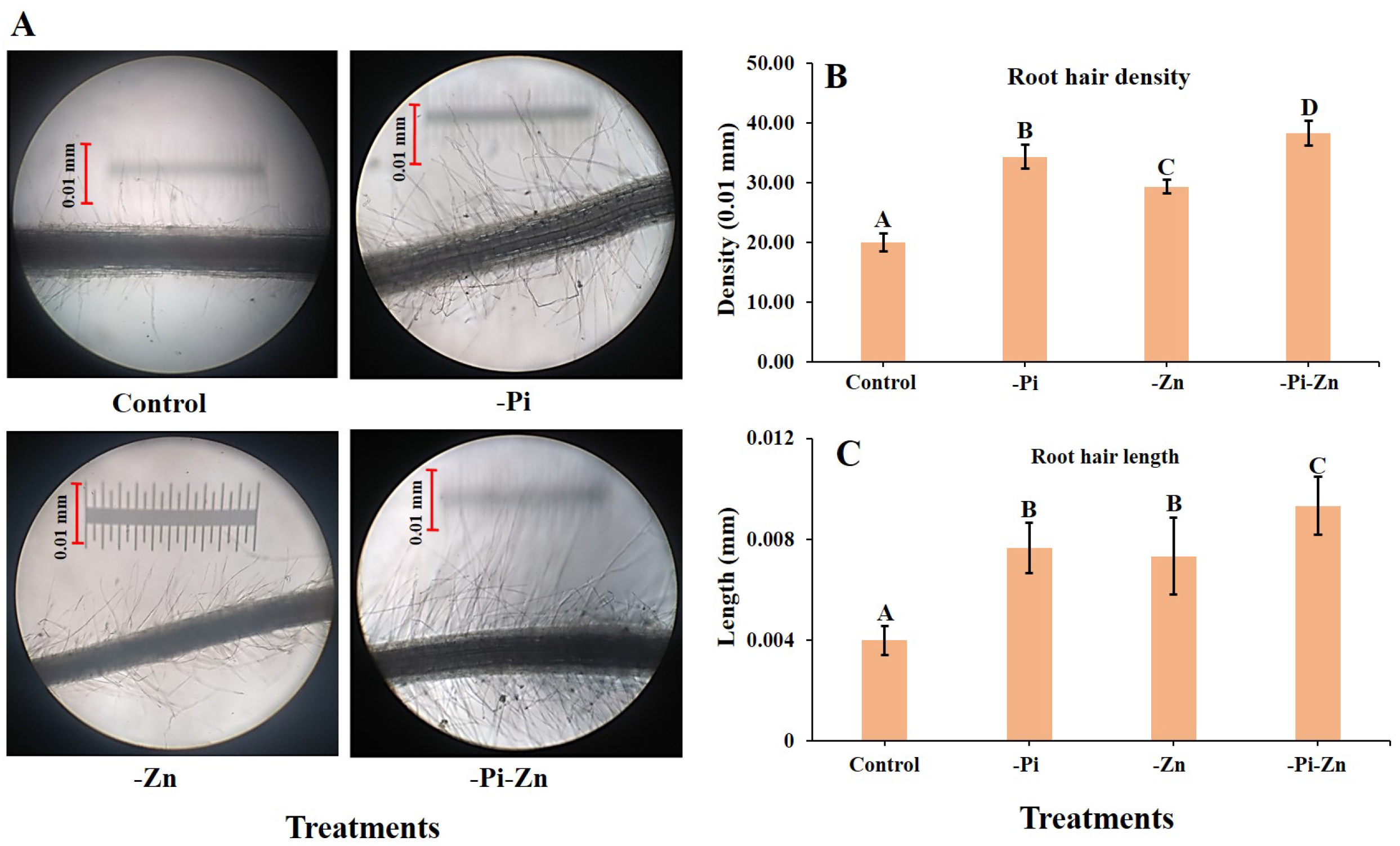 Plants 12 03378 g002