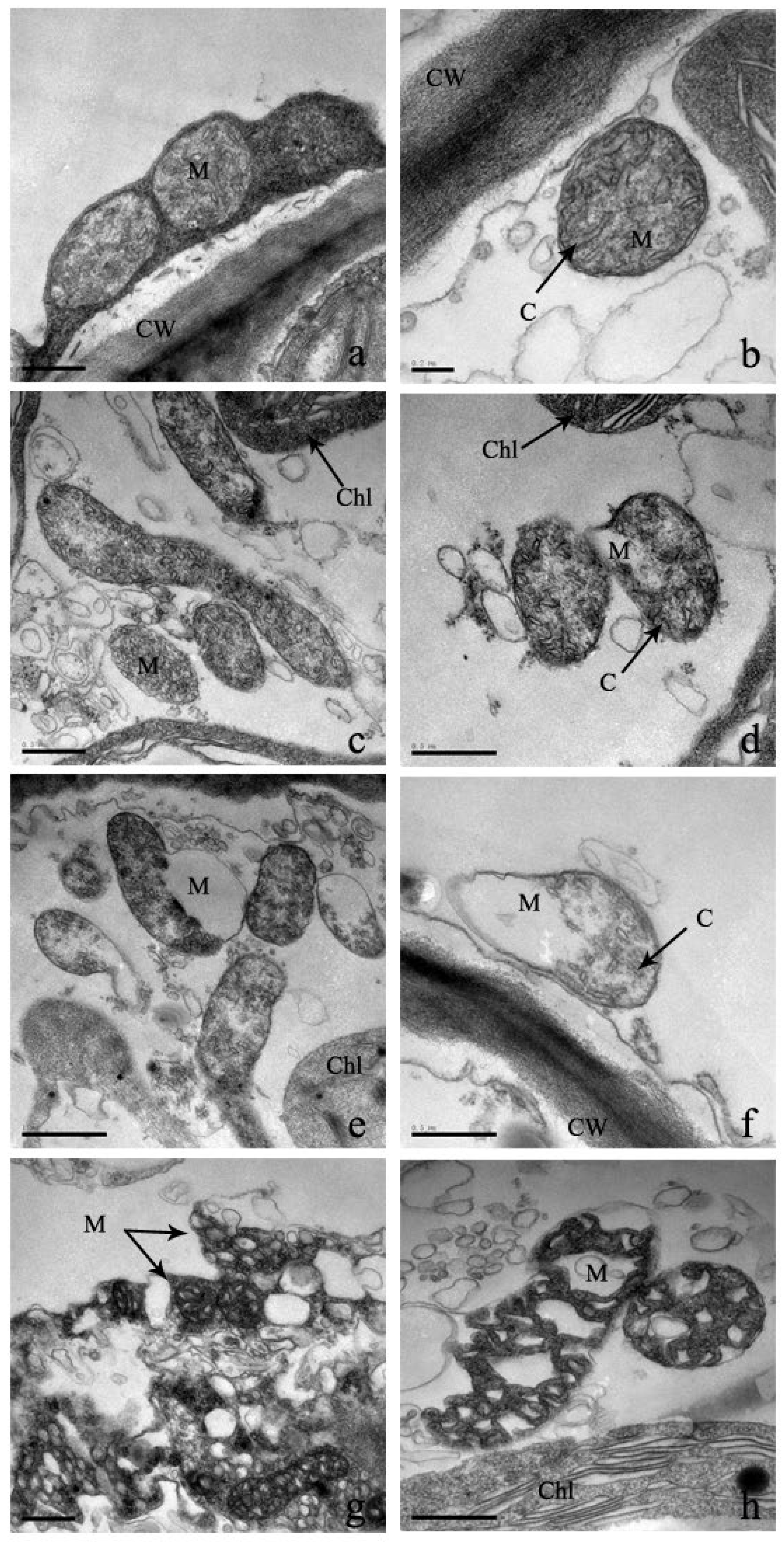 Plants 12 03381 g008