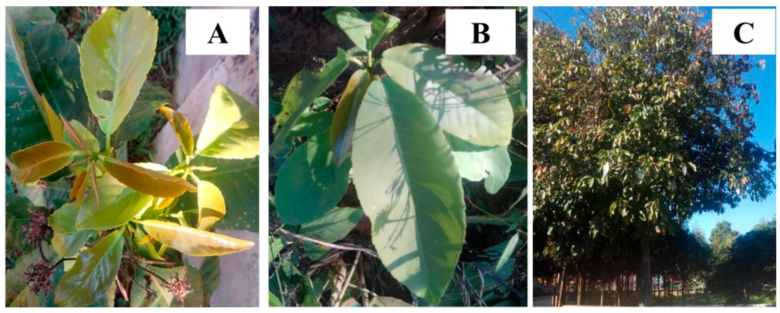 Plants 12 03384 g001