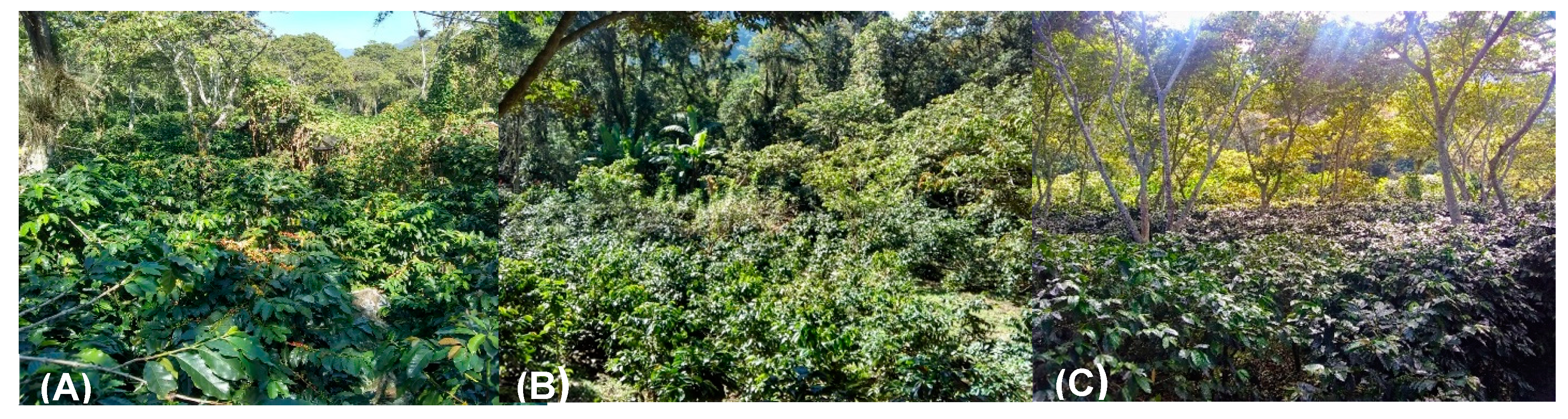 Plants 12 03395 g010 Plants 12 03395 g010