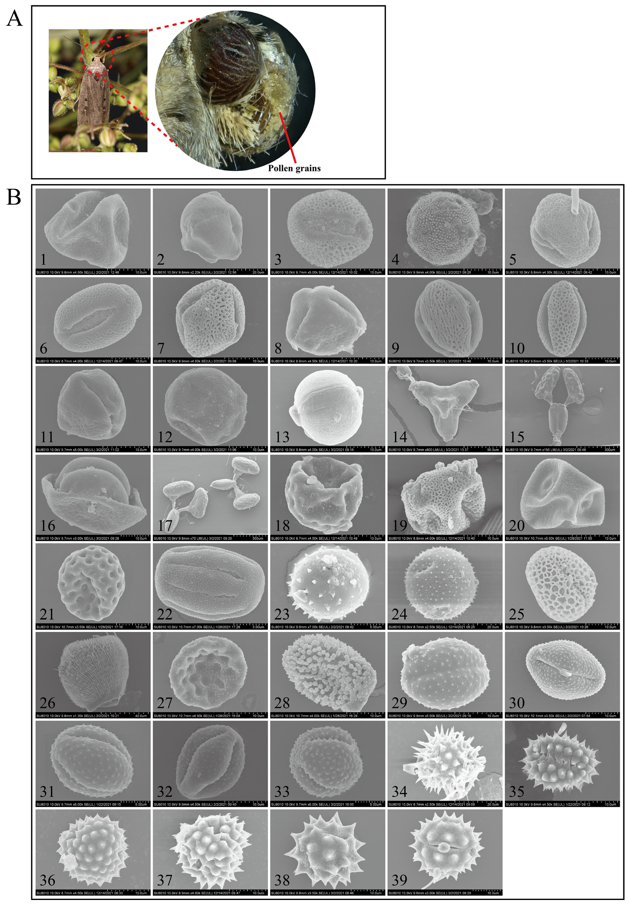Plants 12 03406 g002