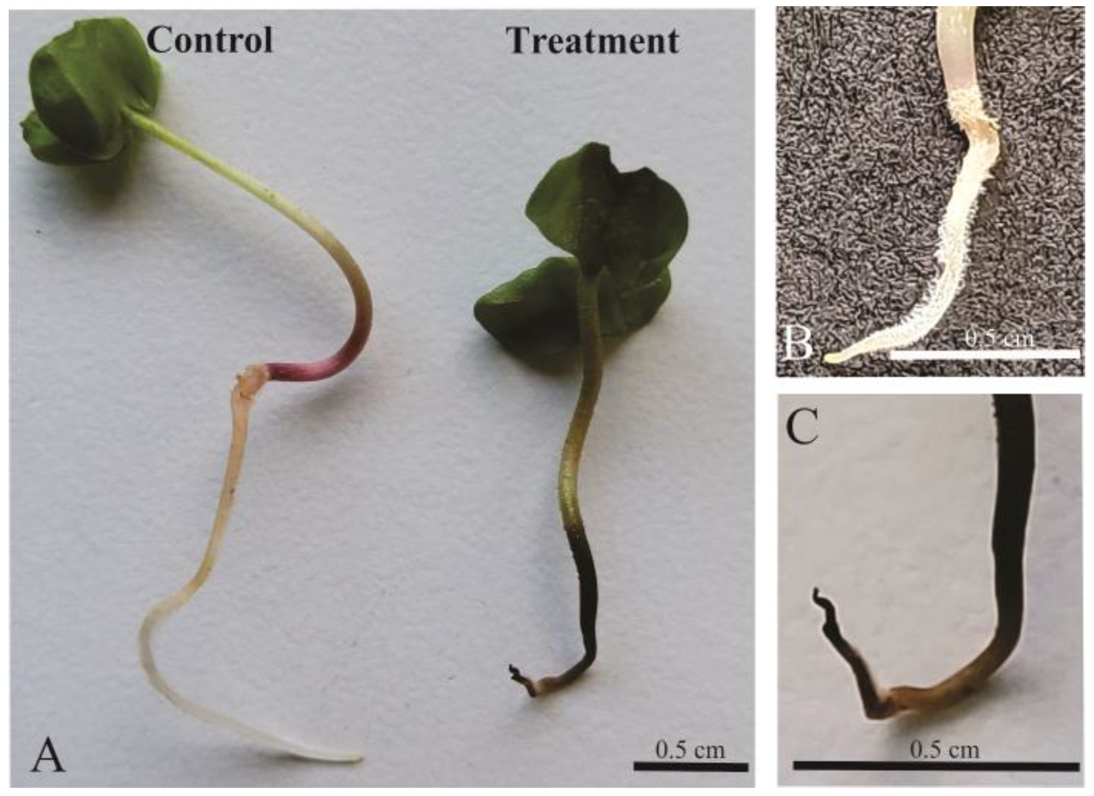 Plants 12 03419 g002 Plants 12 03419 g002