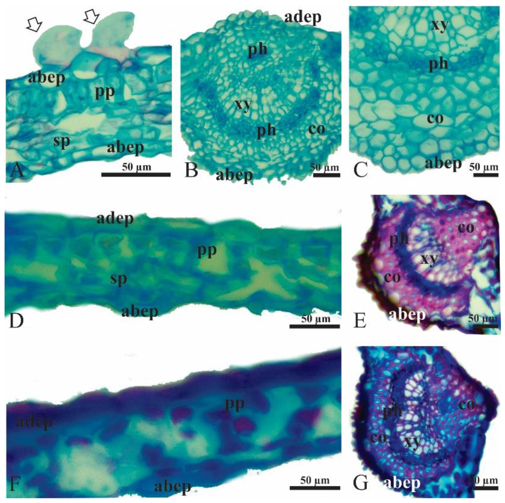 Plants 12 03419 g005 Plants 12 03419 g005