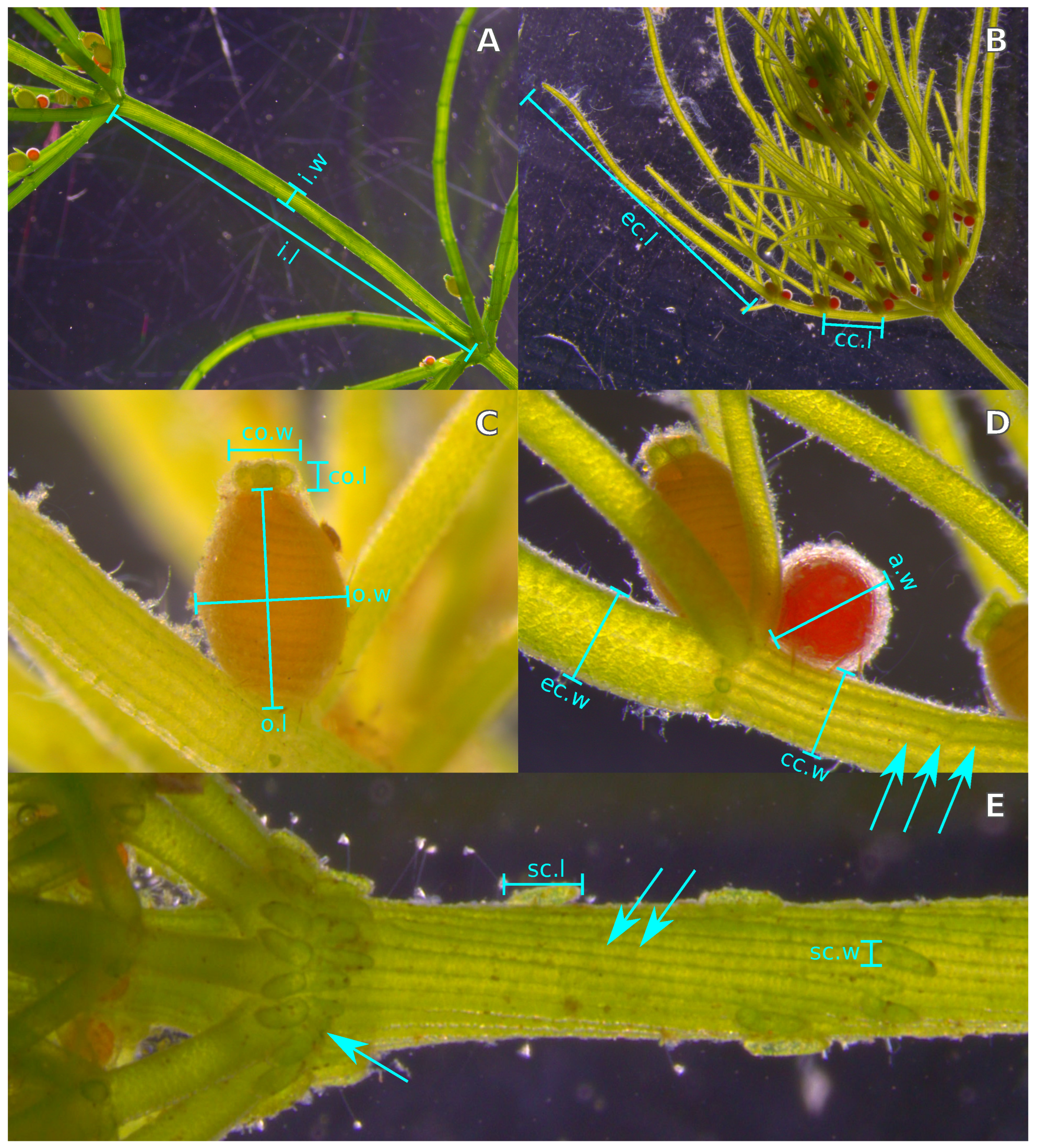 Plants 12 03434 g001 Plants 12 03434 g001