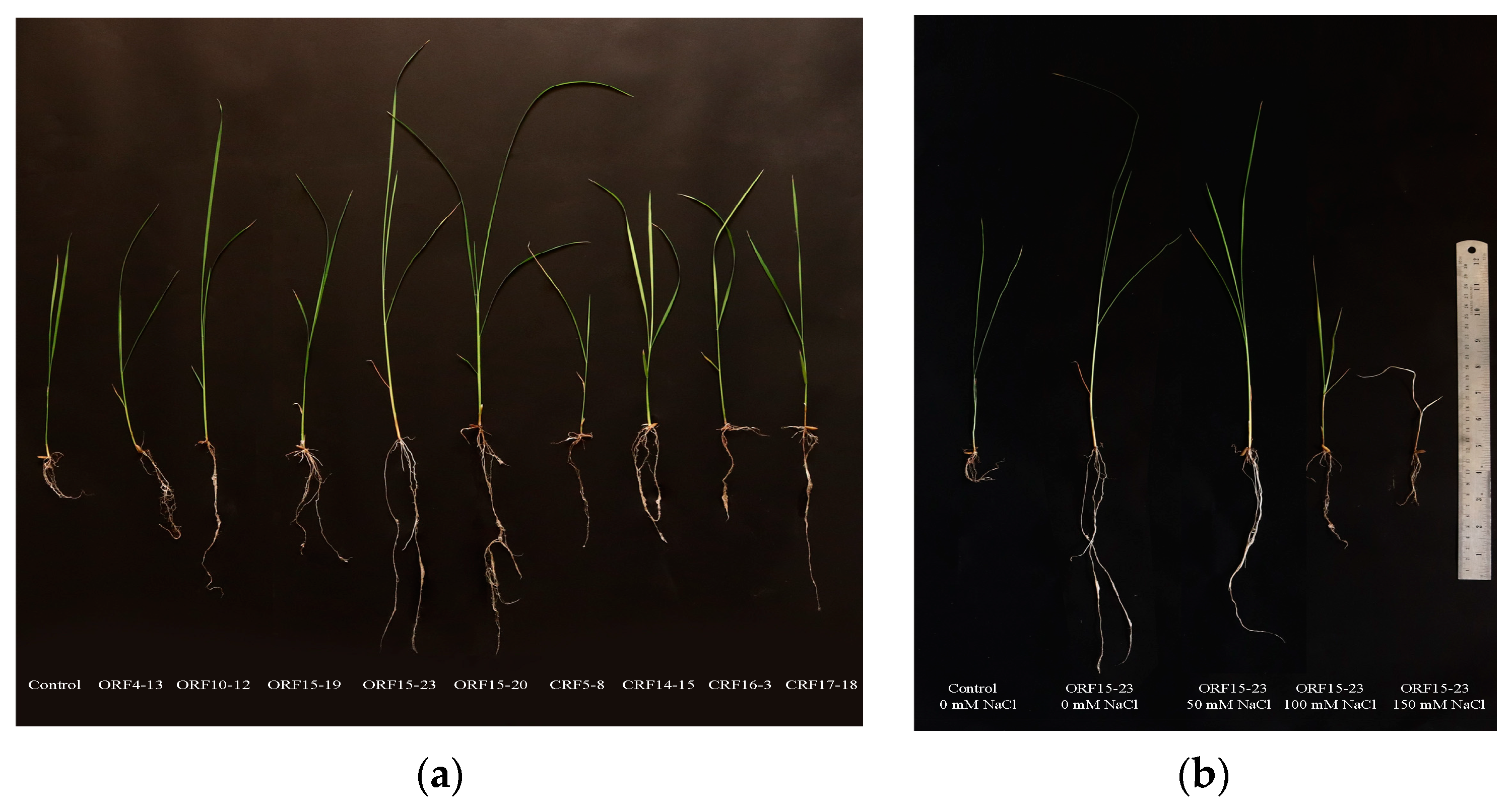 Plants 12 03441 g001 Plants 12 03441 g001
