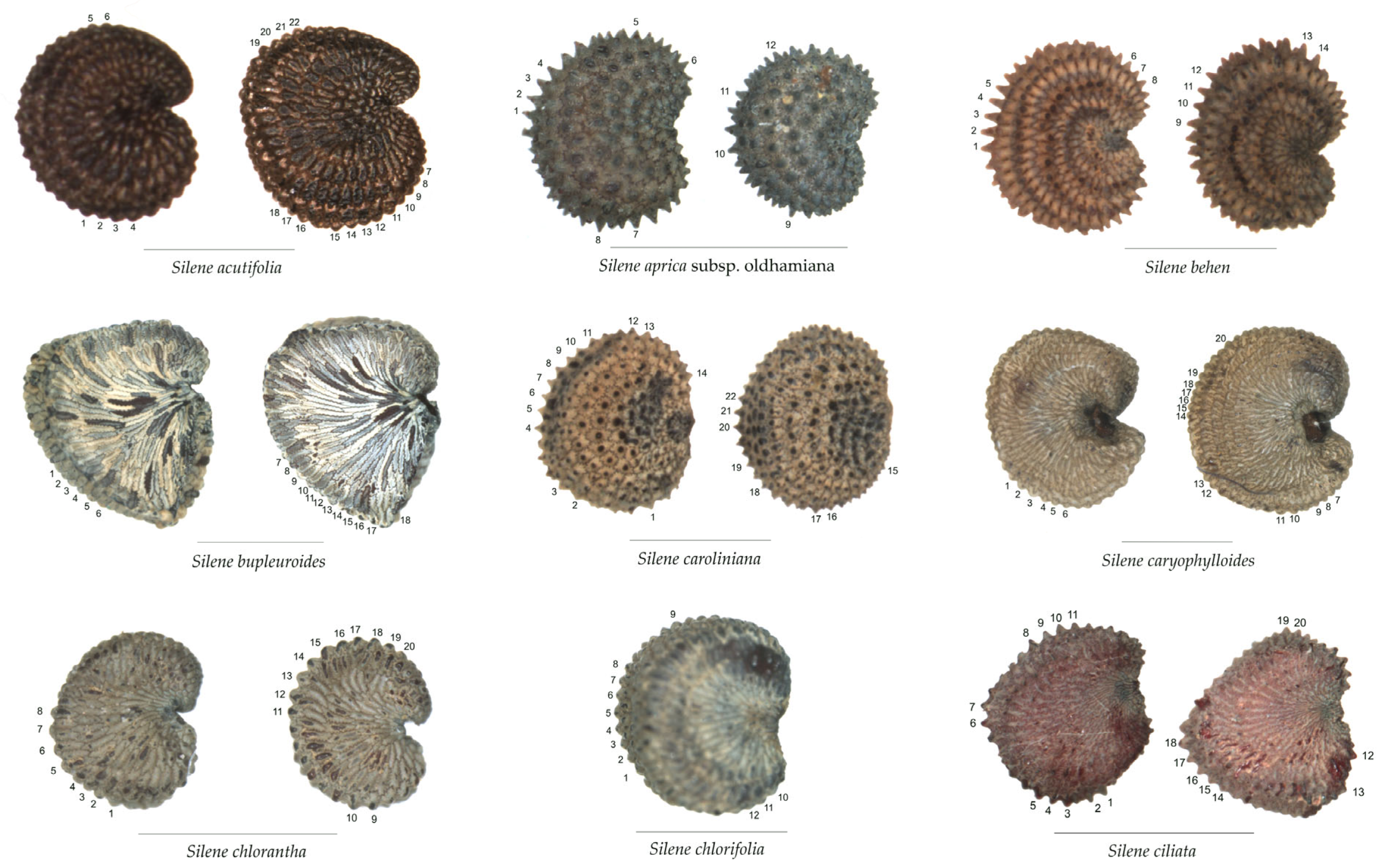 Plants 12 03444 g0a1a Plants 12 03444 g0a1a