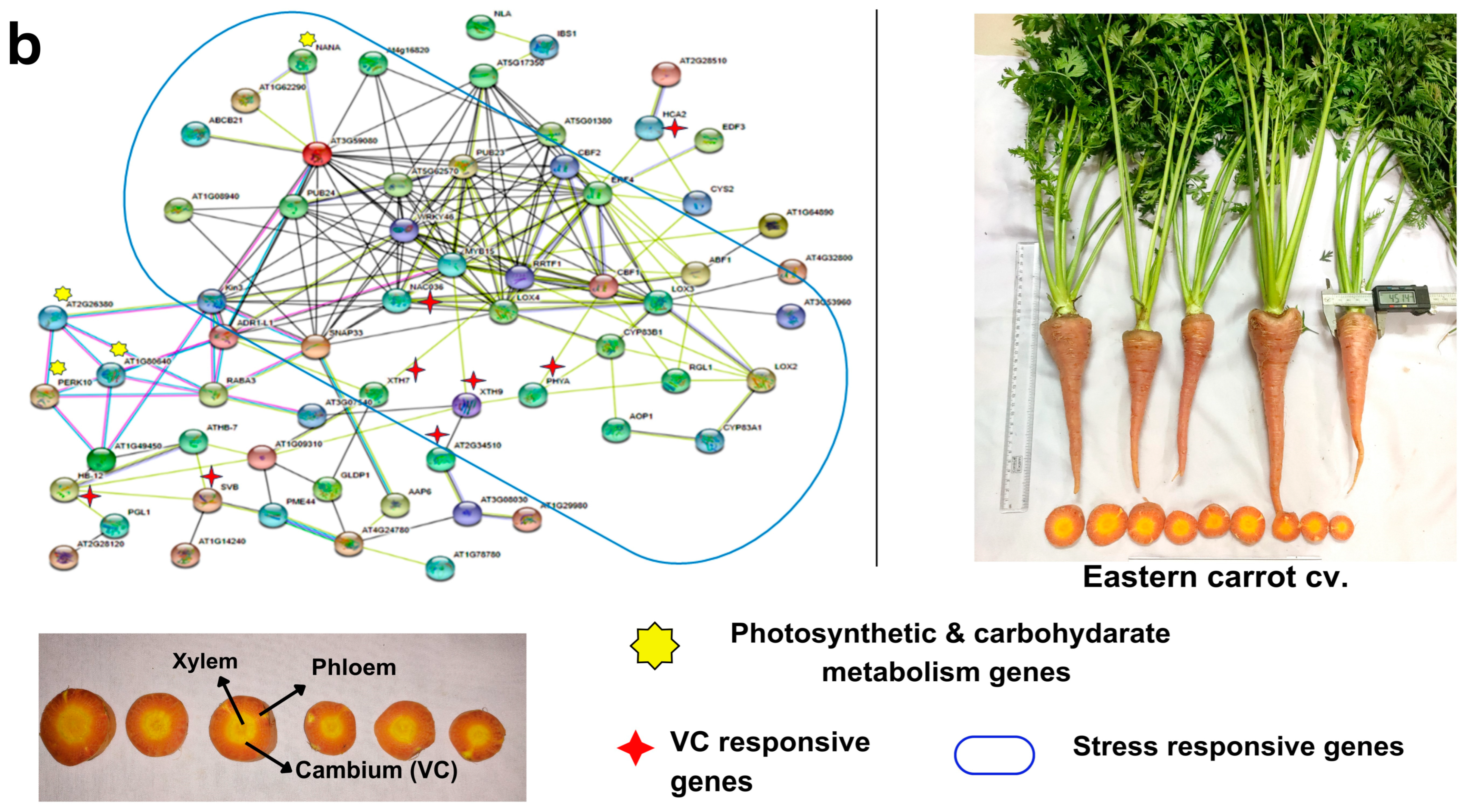 Plants 12 03449 g005b Plants 12 03449 g005b