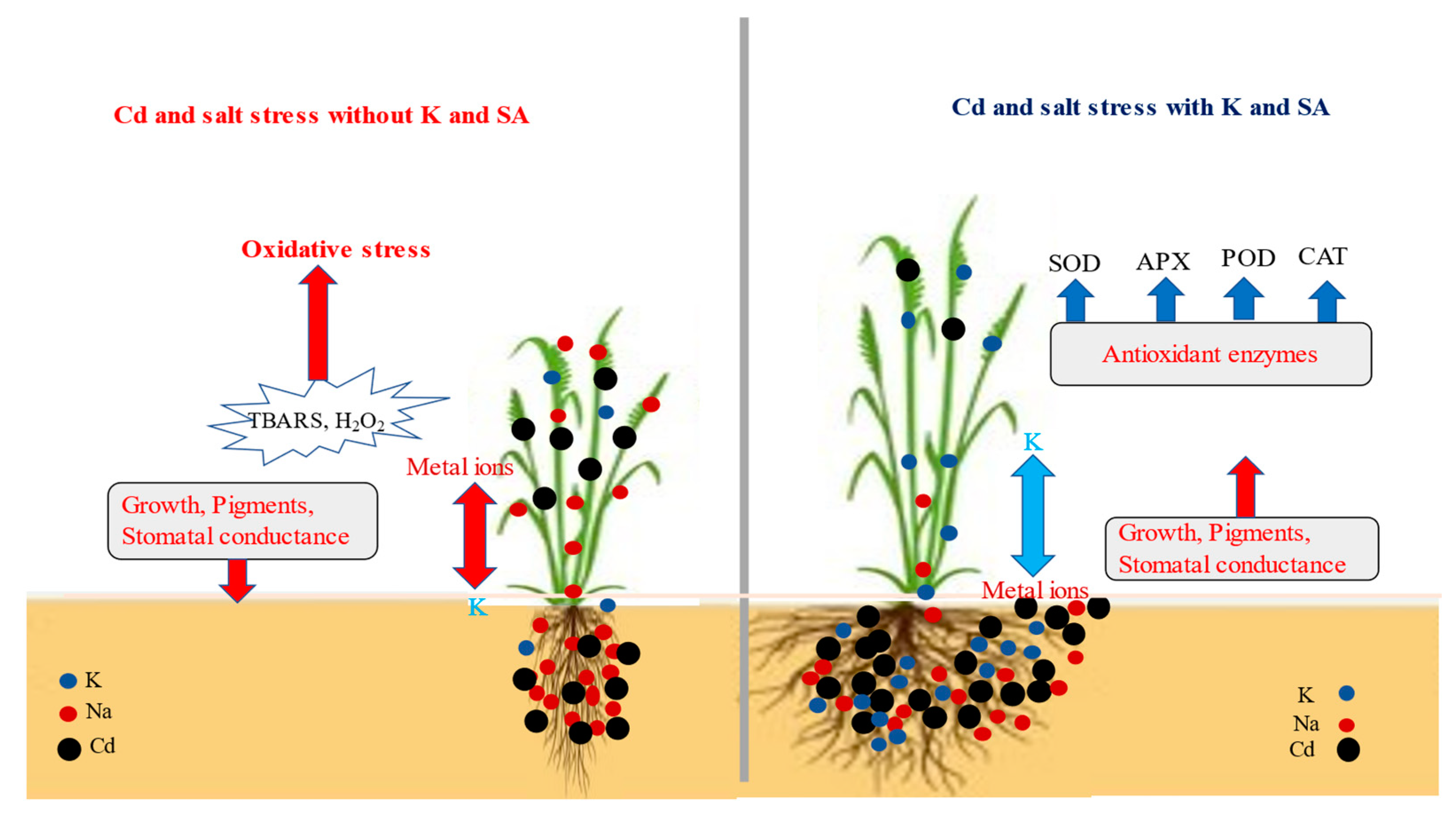 Plants 12 03450 g006 Plants 12 03450 g006