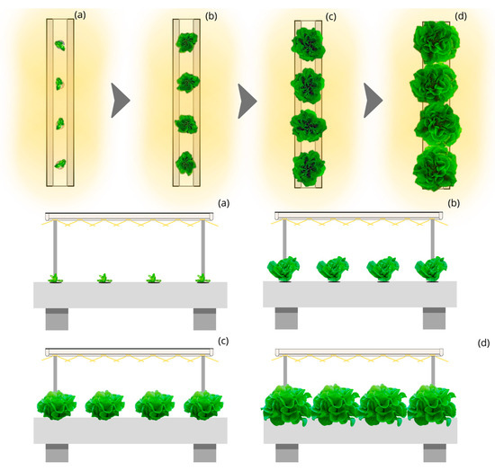 Light energy efficiency in lettuce crop: Structural indoor designs simulation. 