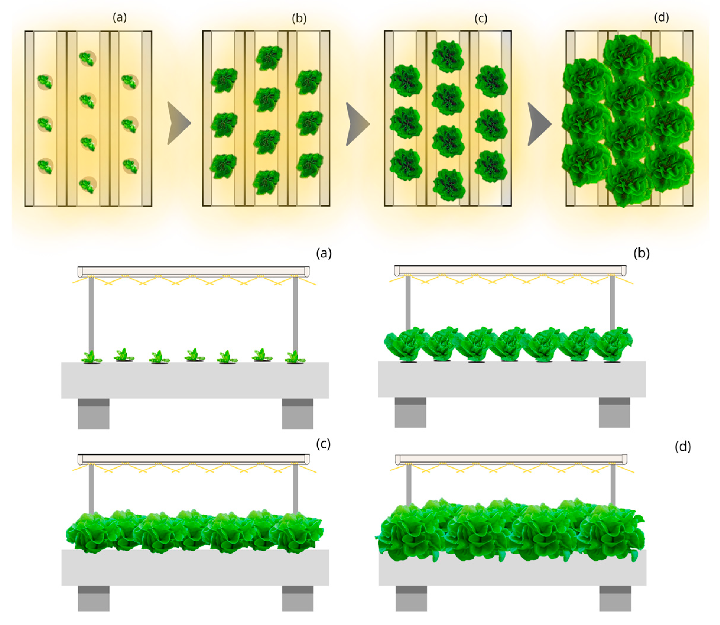 Plants 12 03456 g002