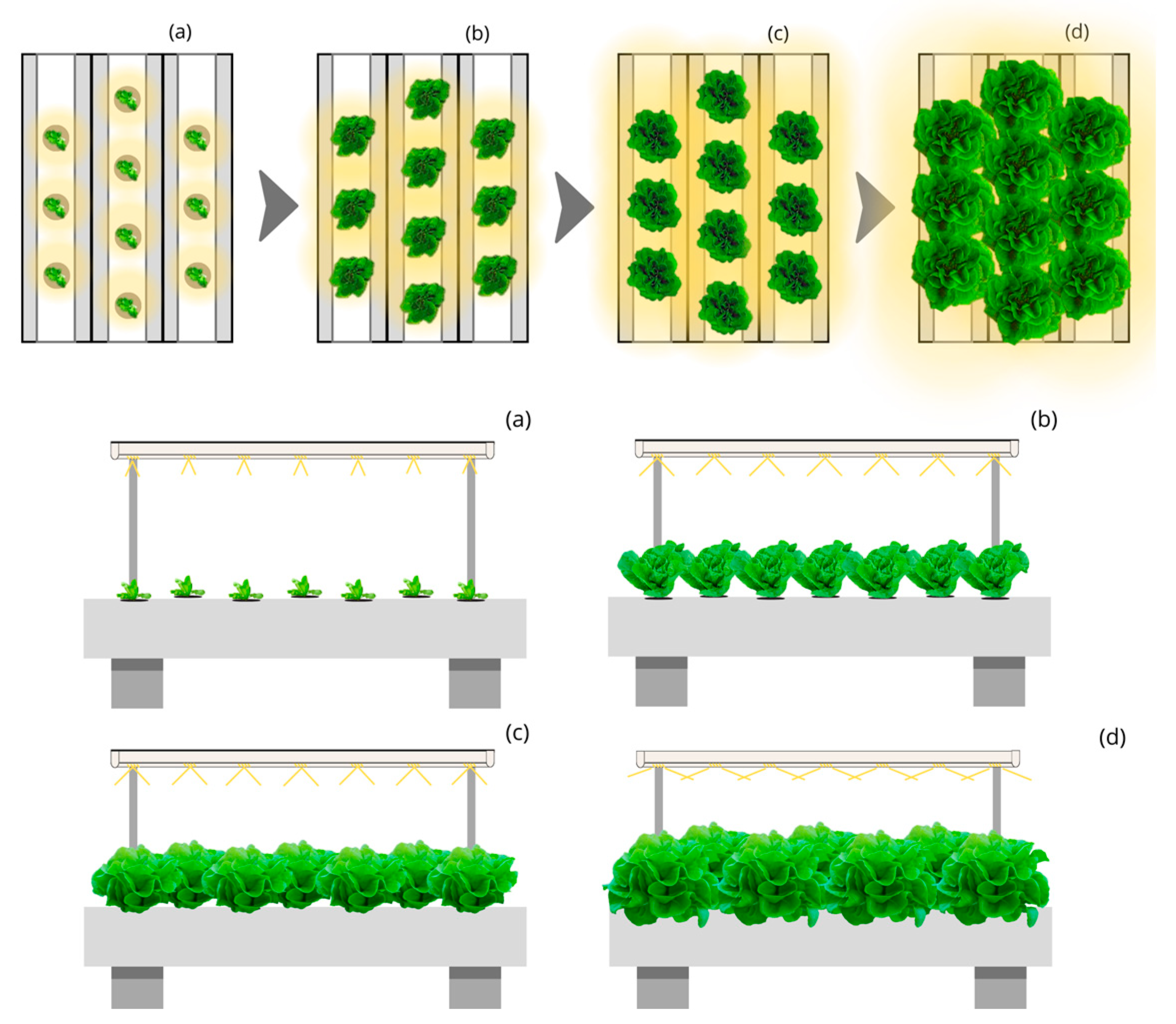 Plants 12 03456 g004