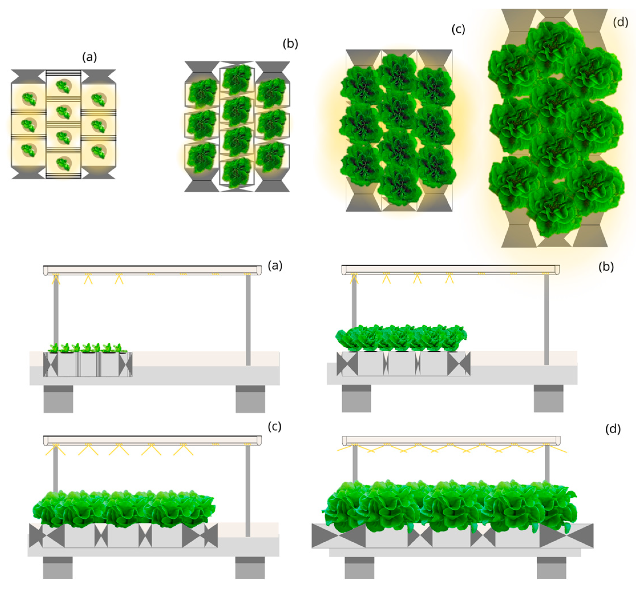 Plants 12 03456 g006