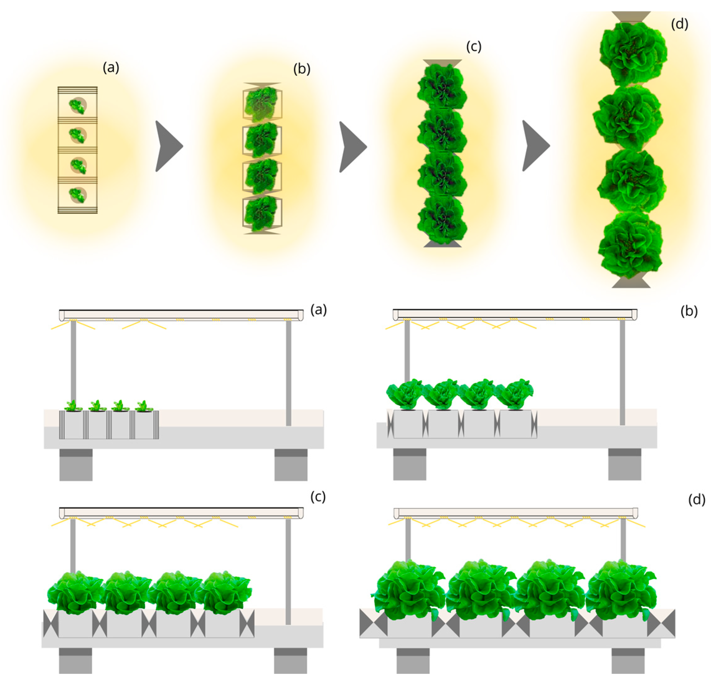 Plants 12 03456 g007
