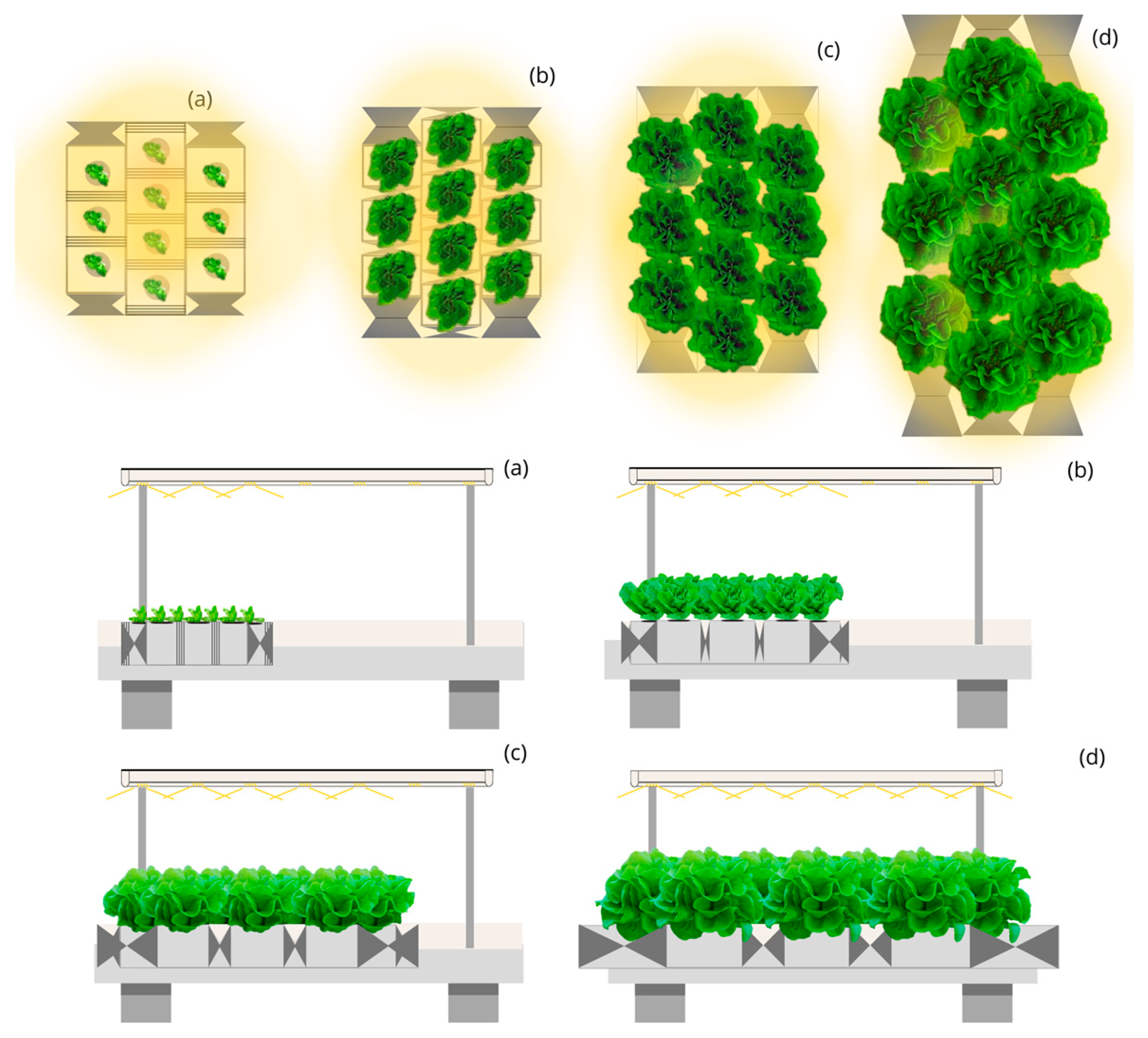 Plants 12 03456 g008