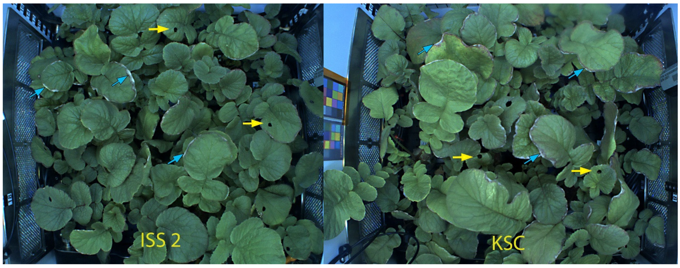 Plants 12 03458 g001