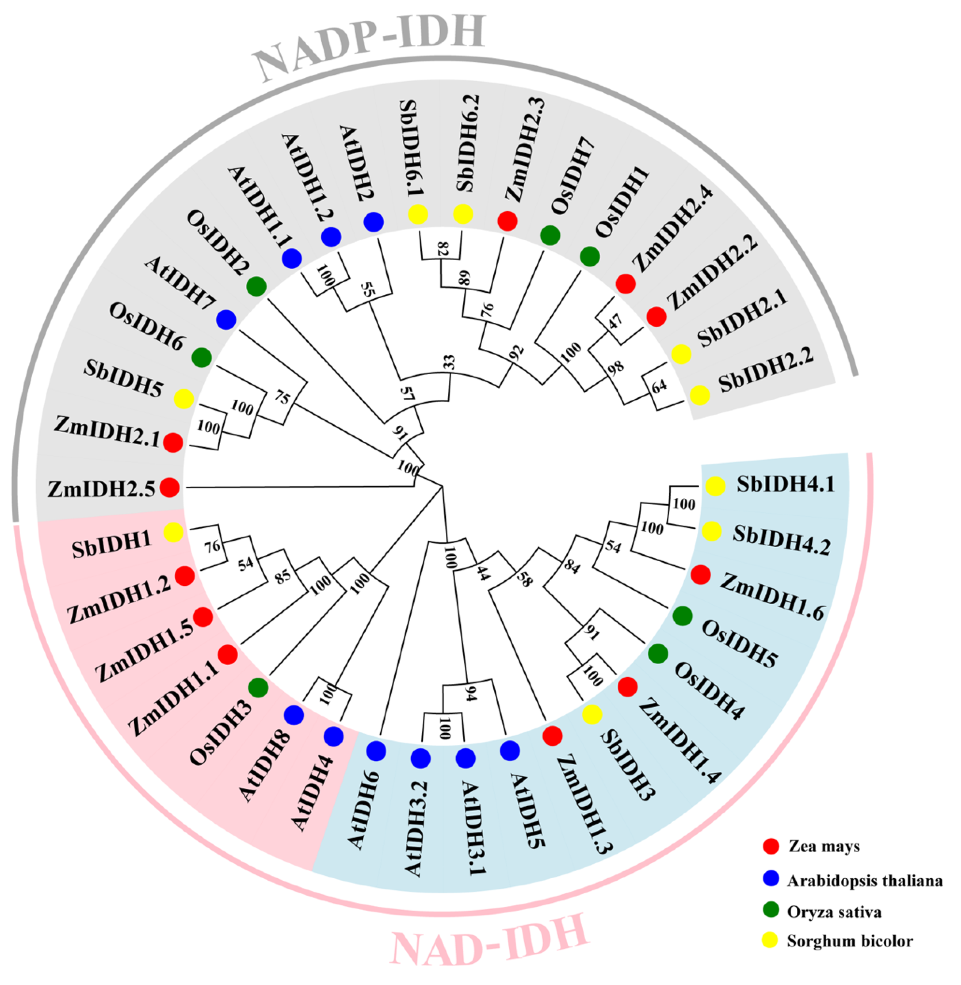 Plants 12 03466 g001