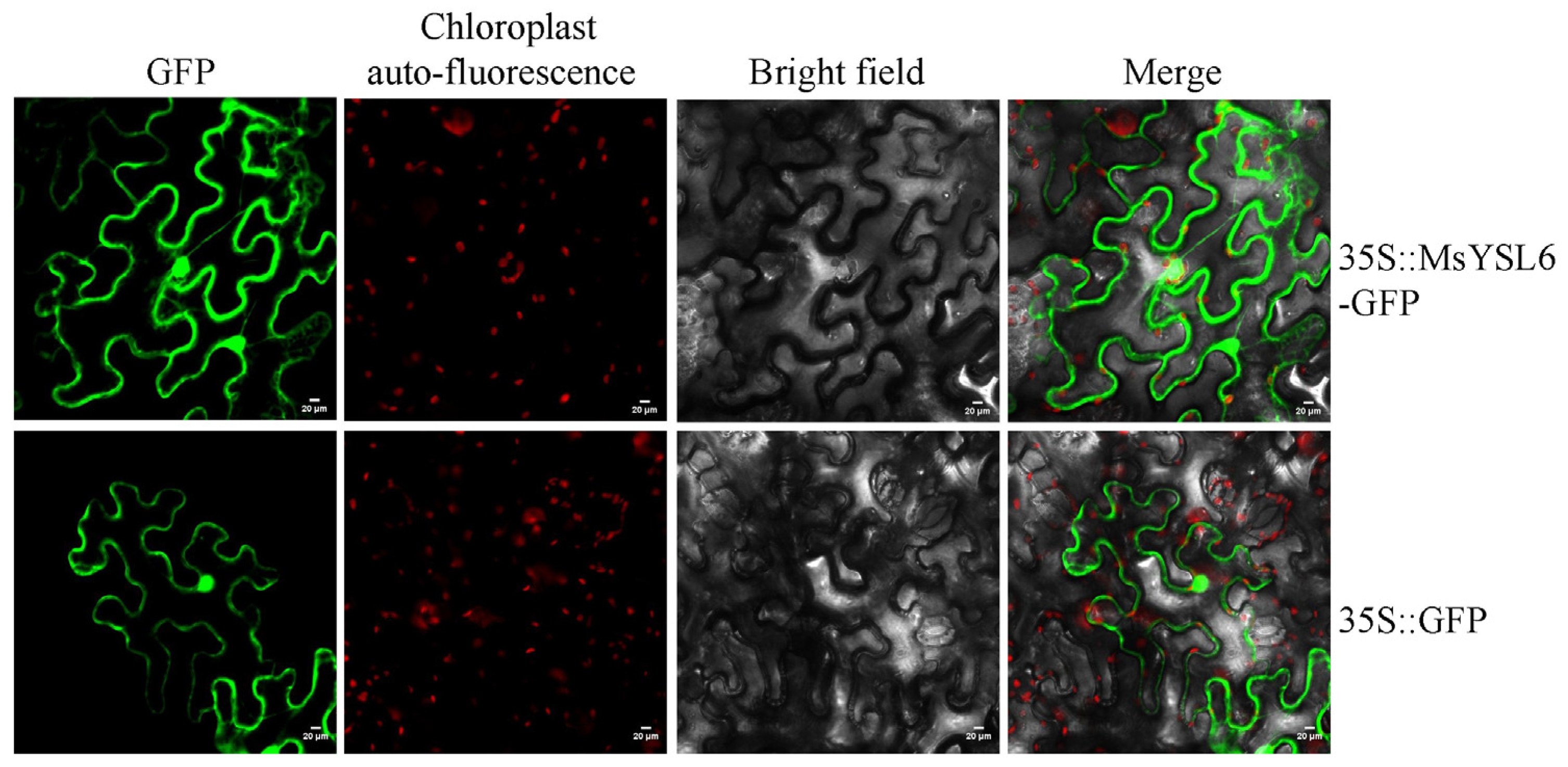 Plants 12 03485 g003