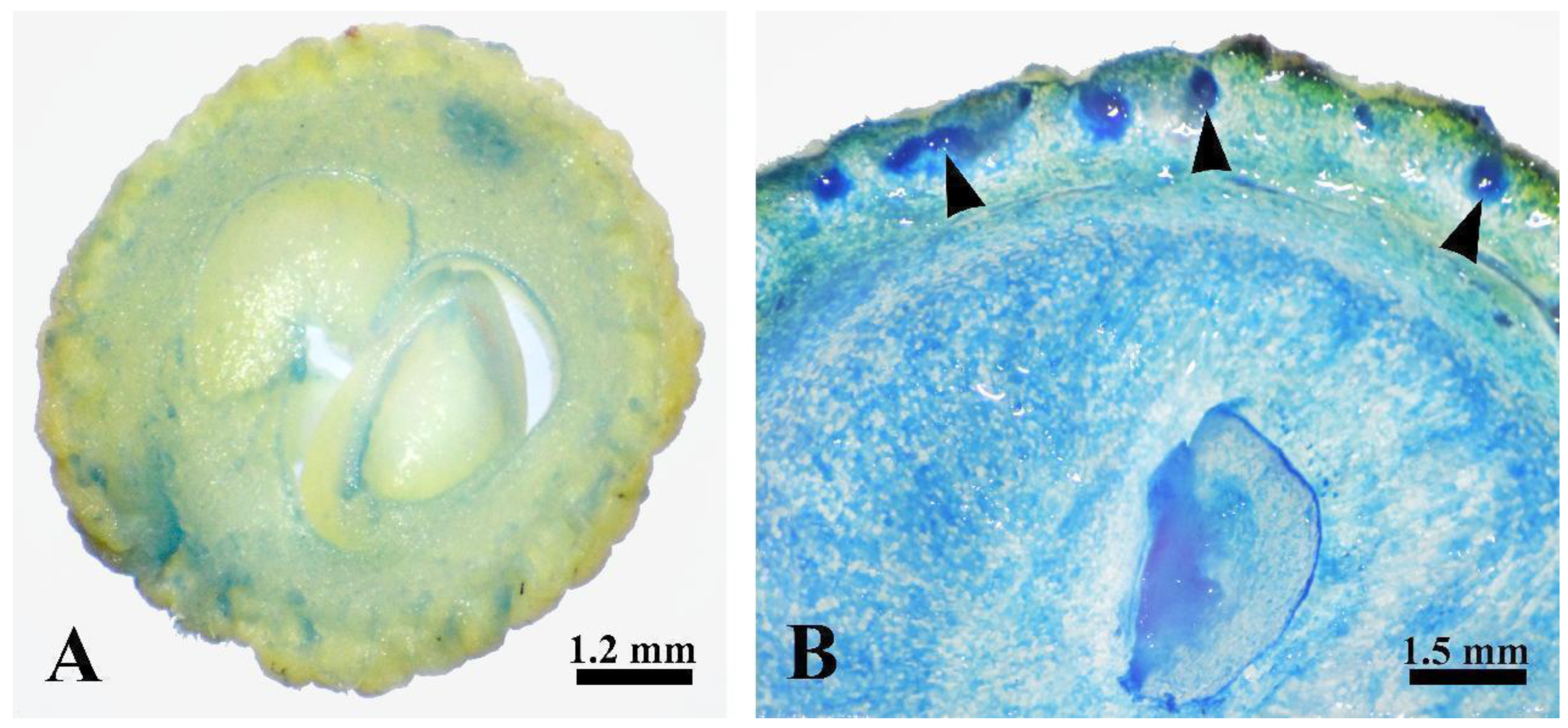 Plants 12 03497 g006