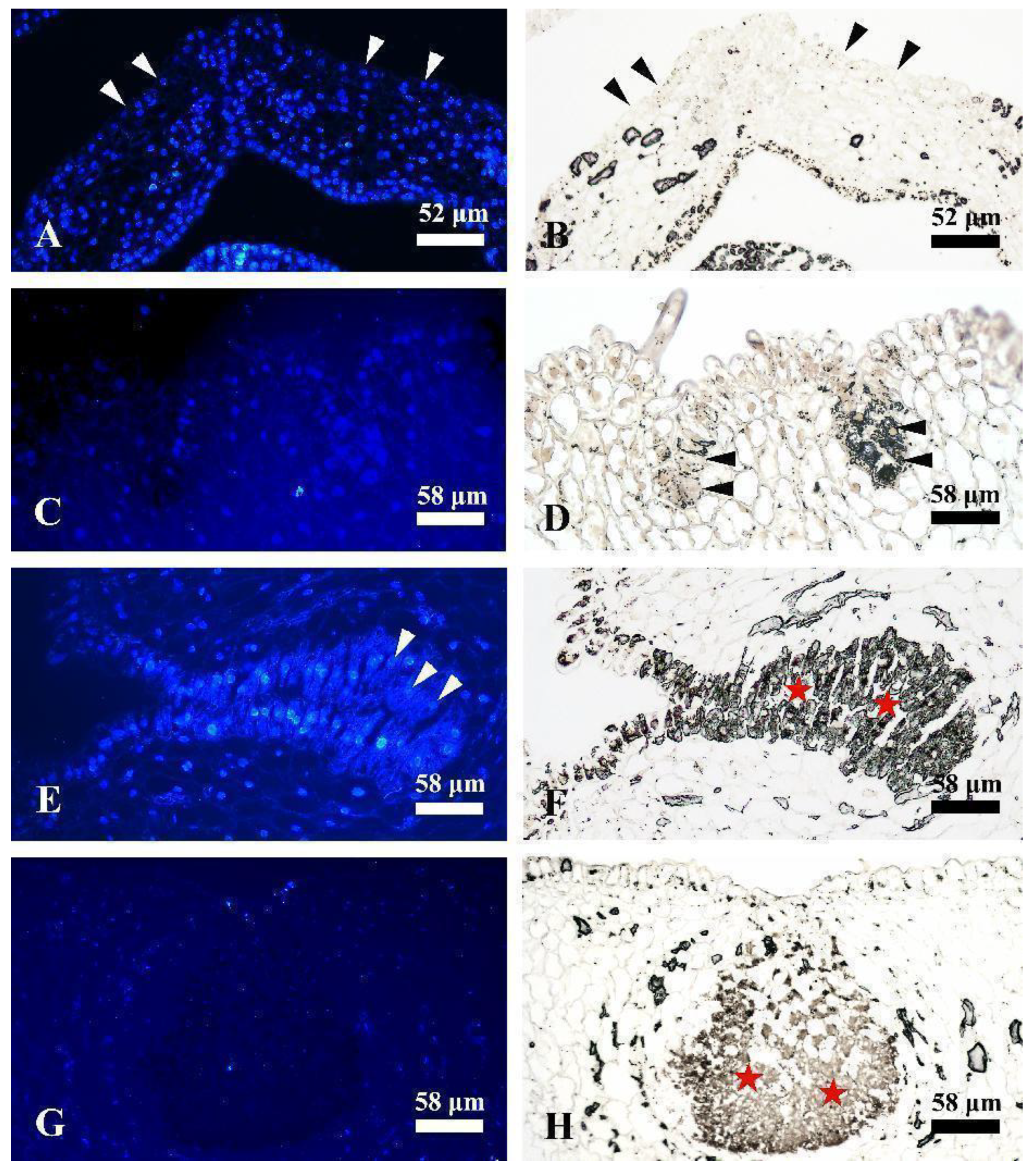 Plants 12 03497 g007