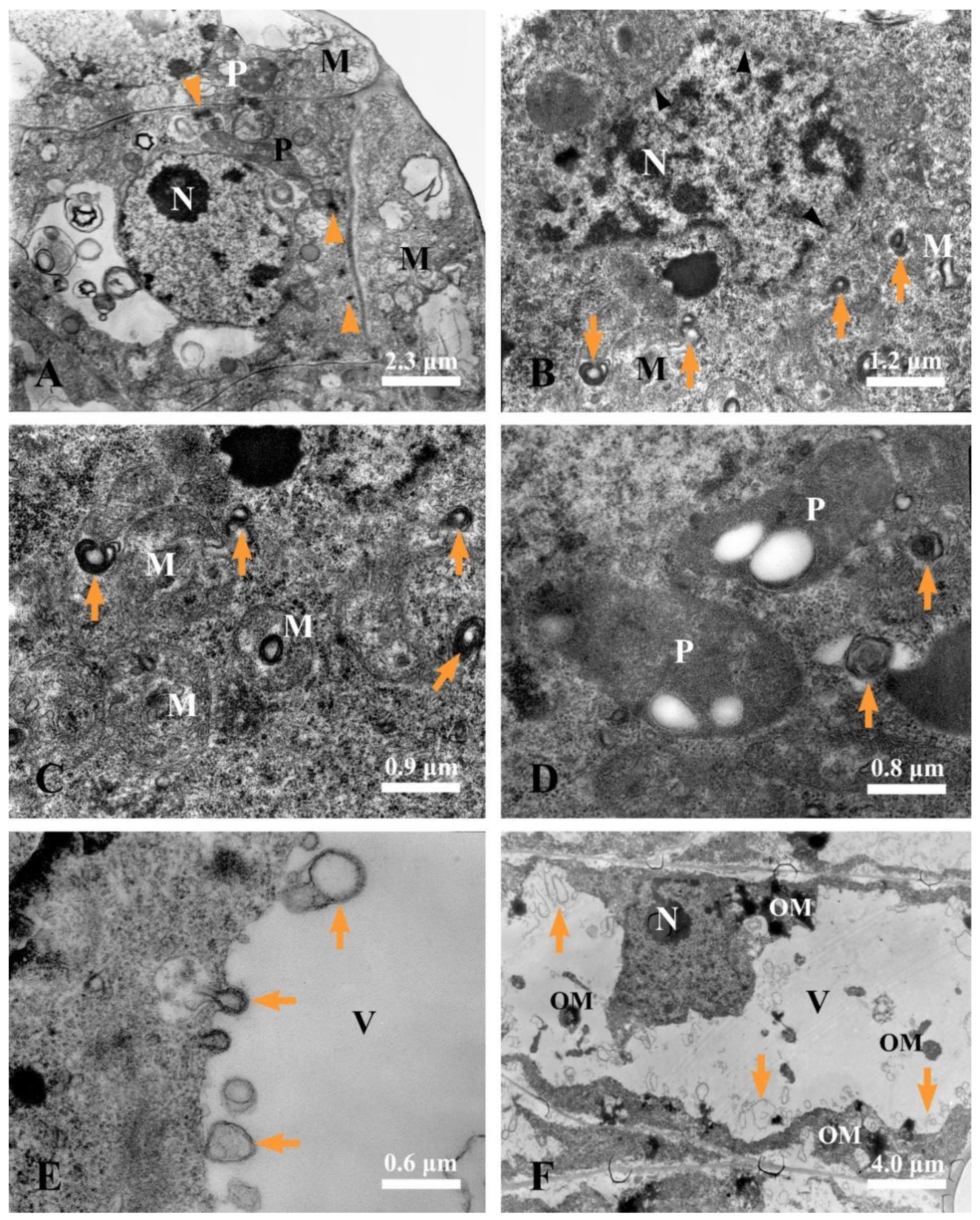 Plants 12 03497 g008