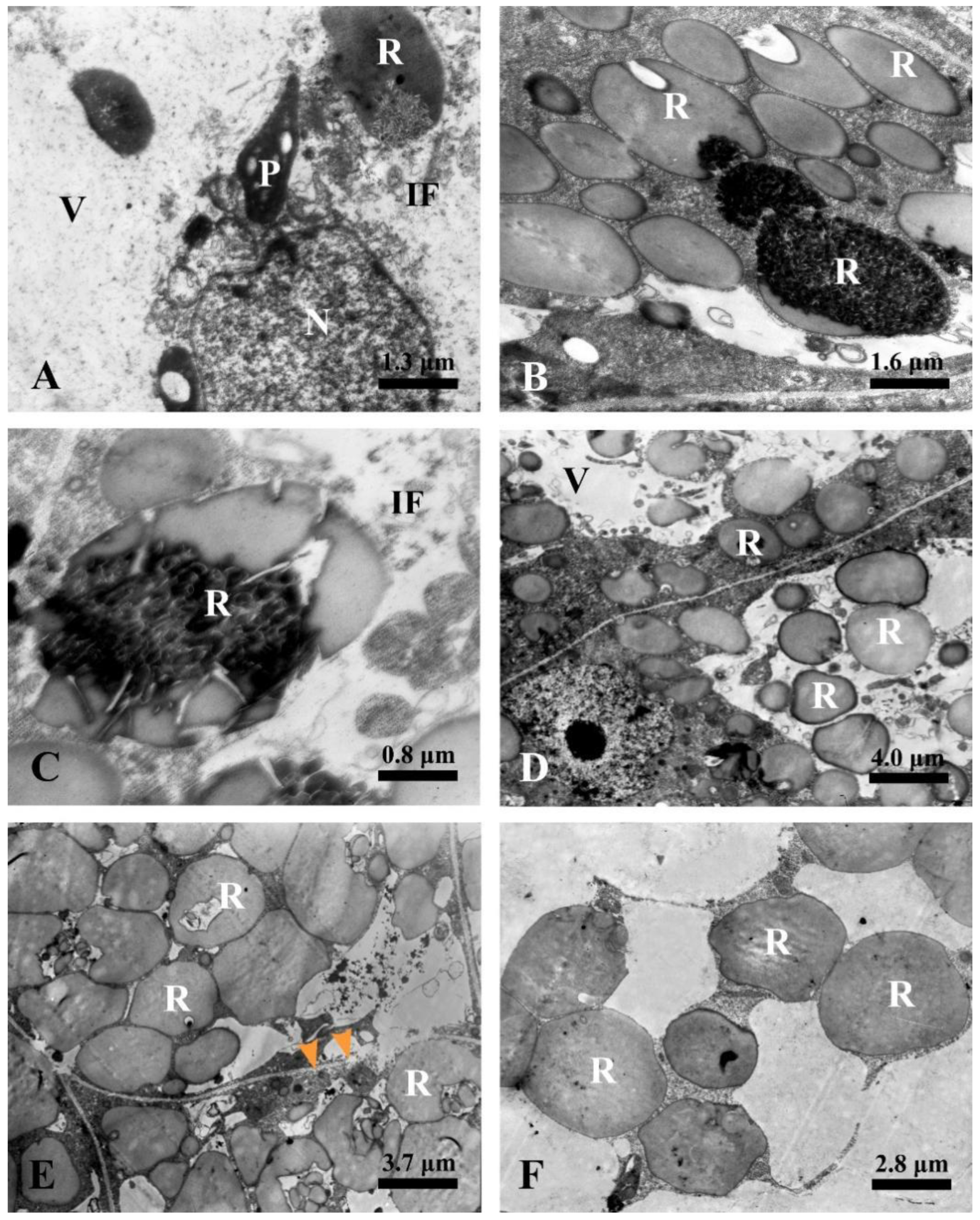 Plants 12 03497 g010
