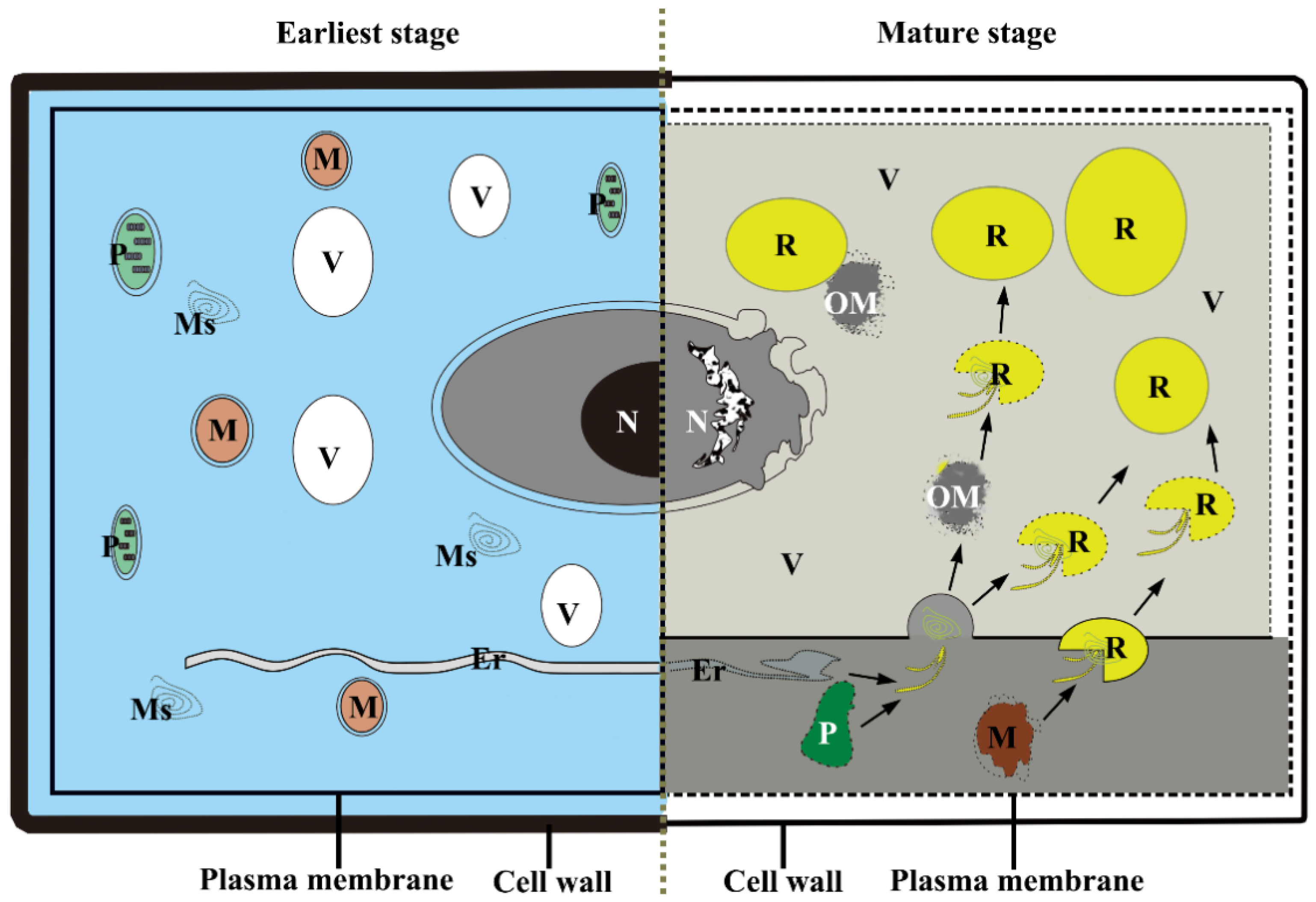 Plants 12 03497 g015