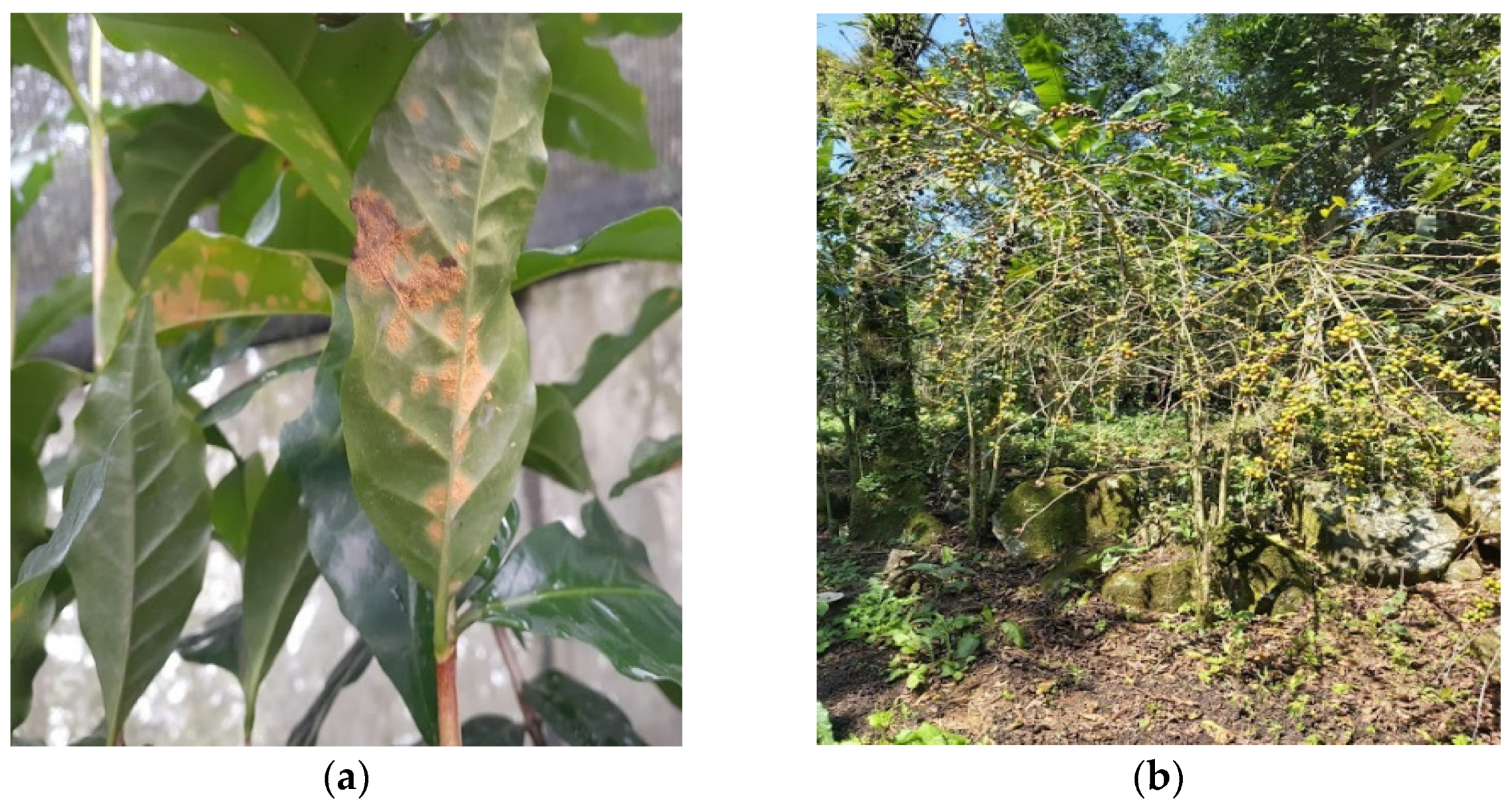 Plants 12 03519 g001 Plants 12 03519 g001