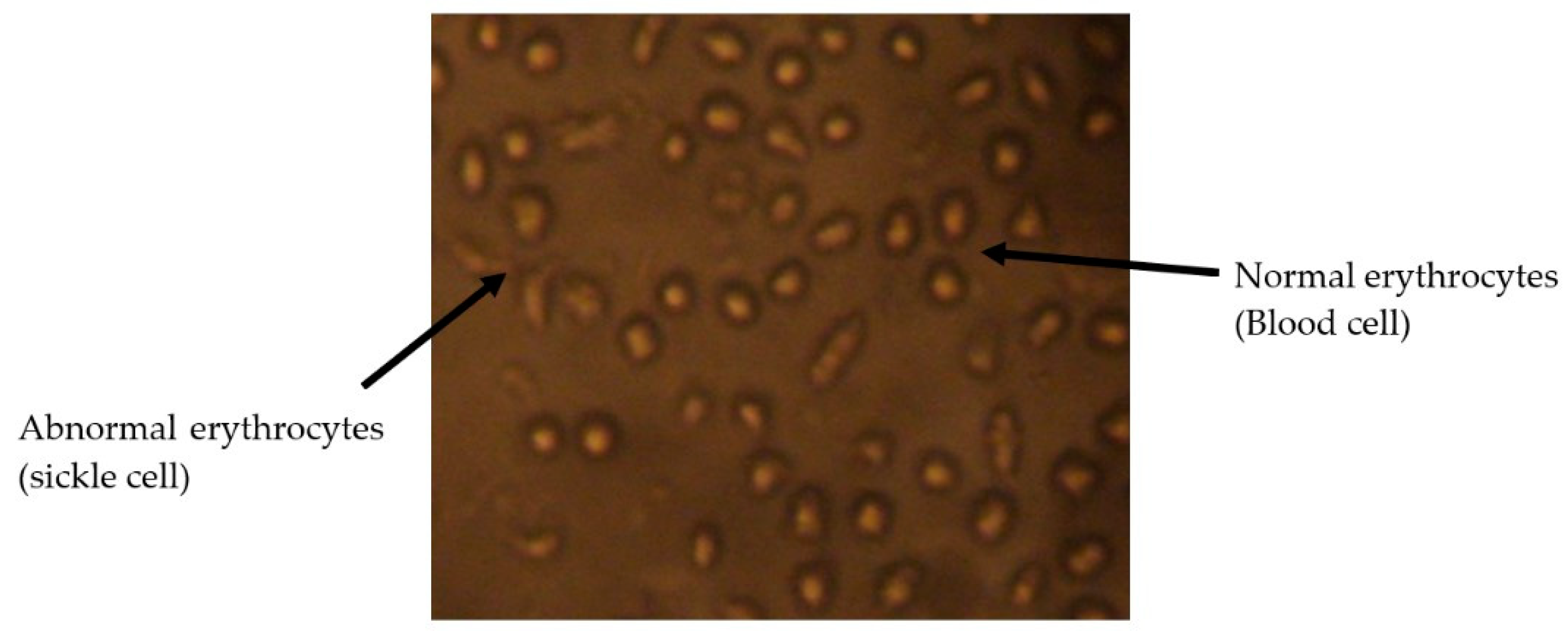 Plants 12 03522 g001 Plants 12 03522 g001