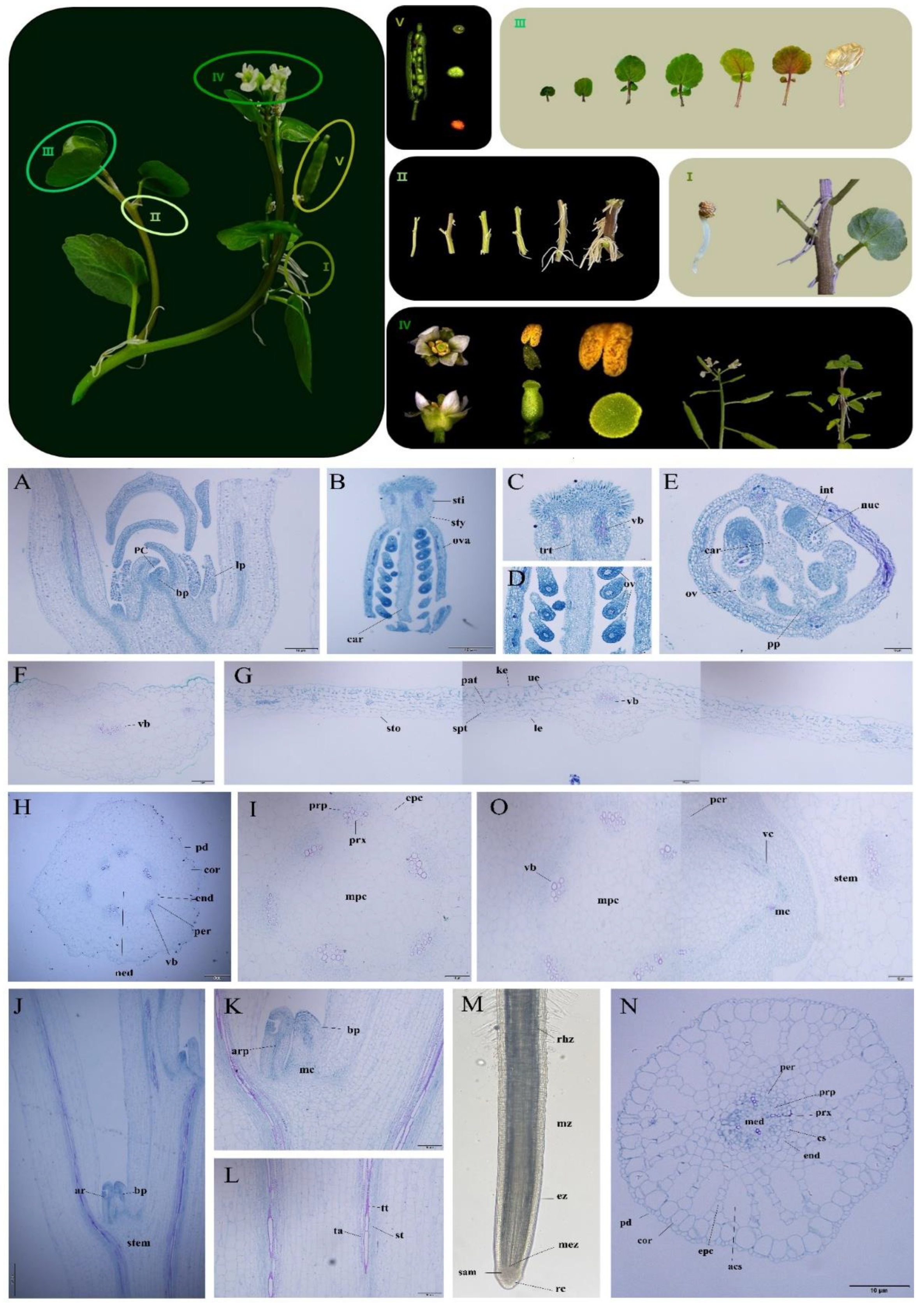 Plants 12 03523 g001