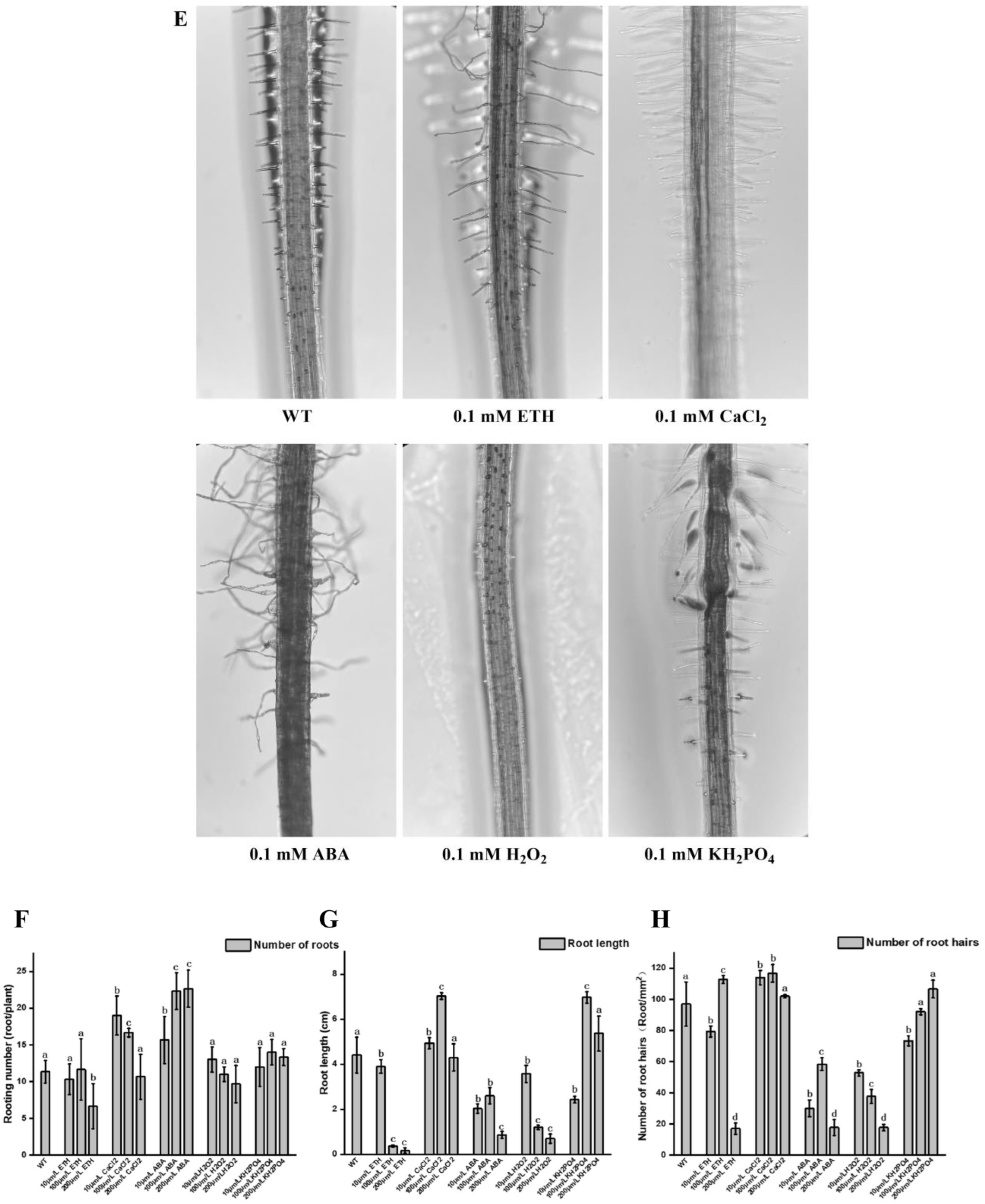 Plants 12 03523 g004b