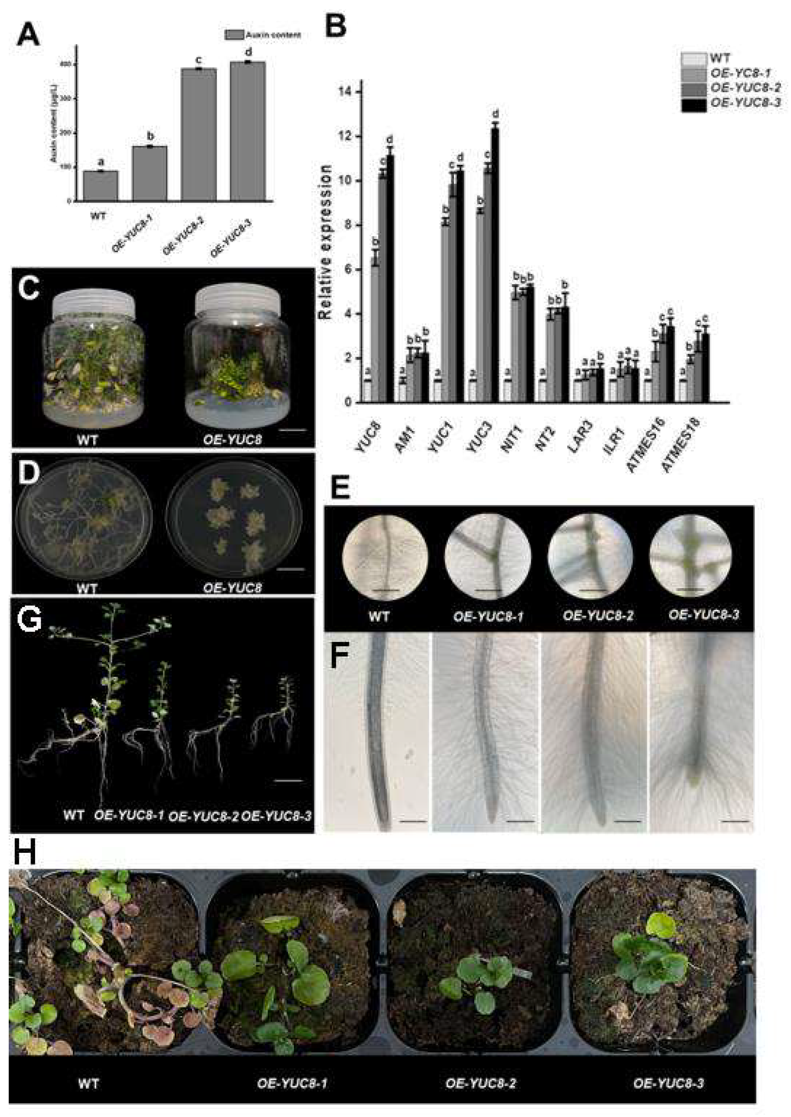 Plants 12 03523 g005