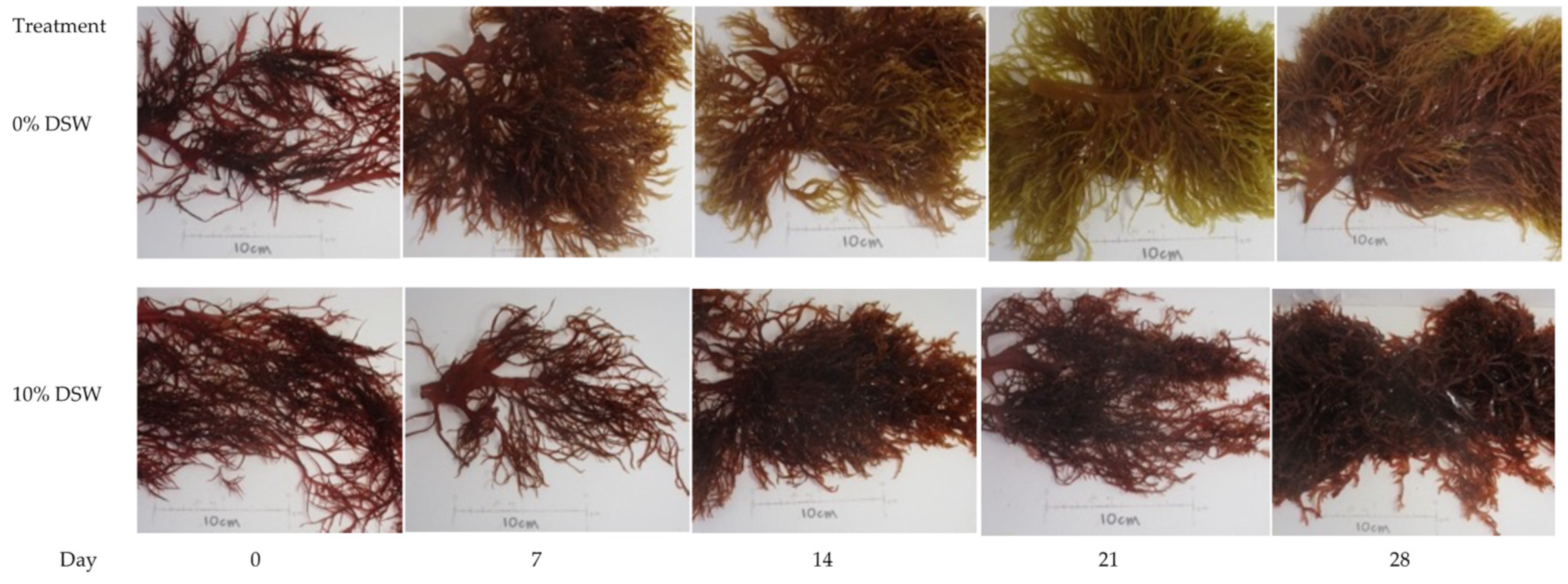 Plants 12 03524 g007 Plants 12 03524 g007